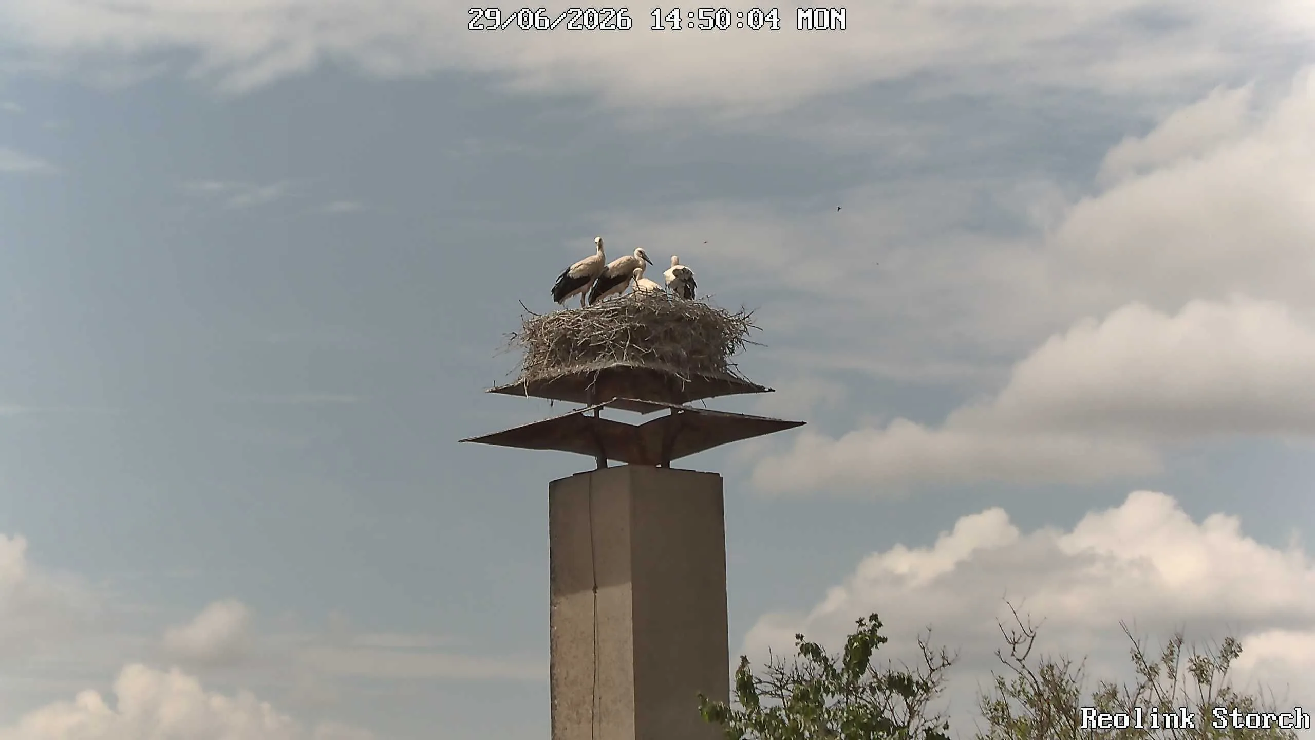 Storchencam Bild