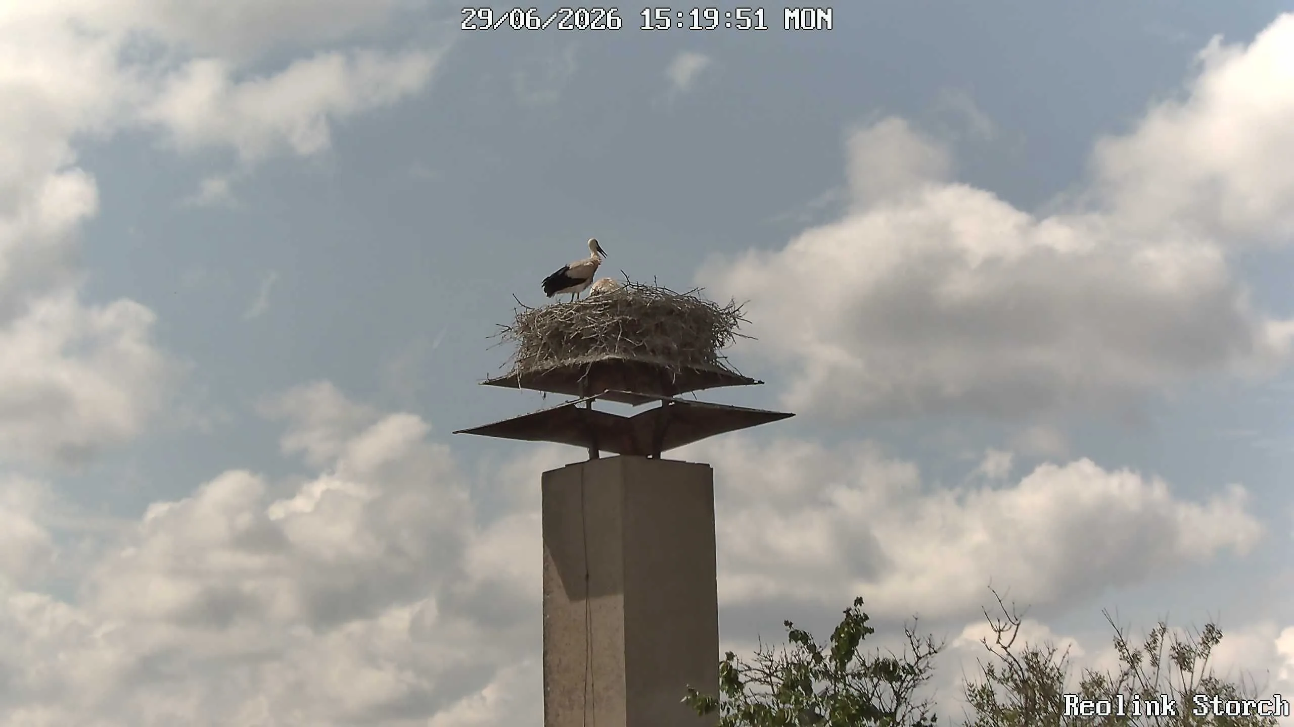 Storchencam Bild