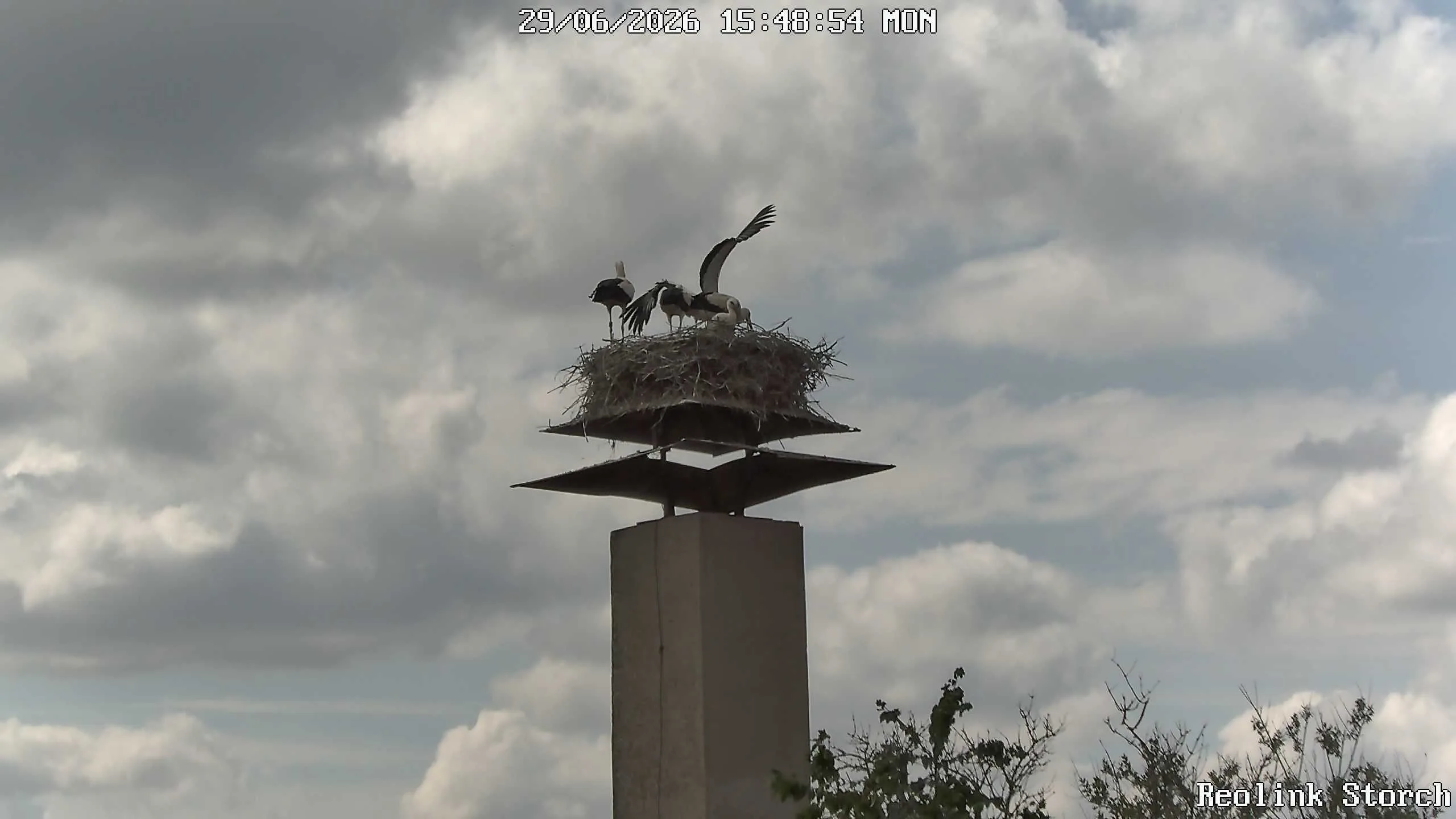 Storchencam Bild