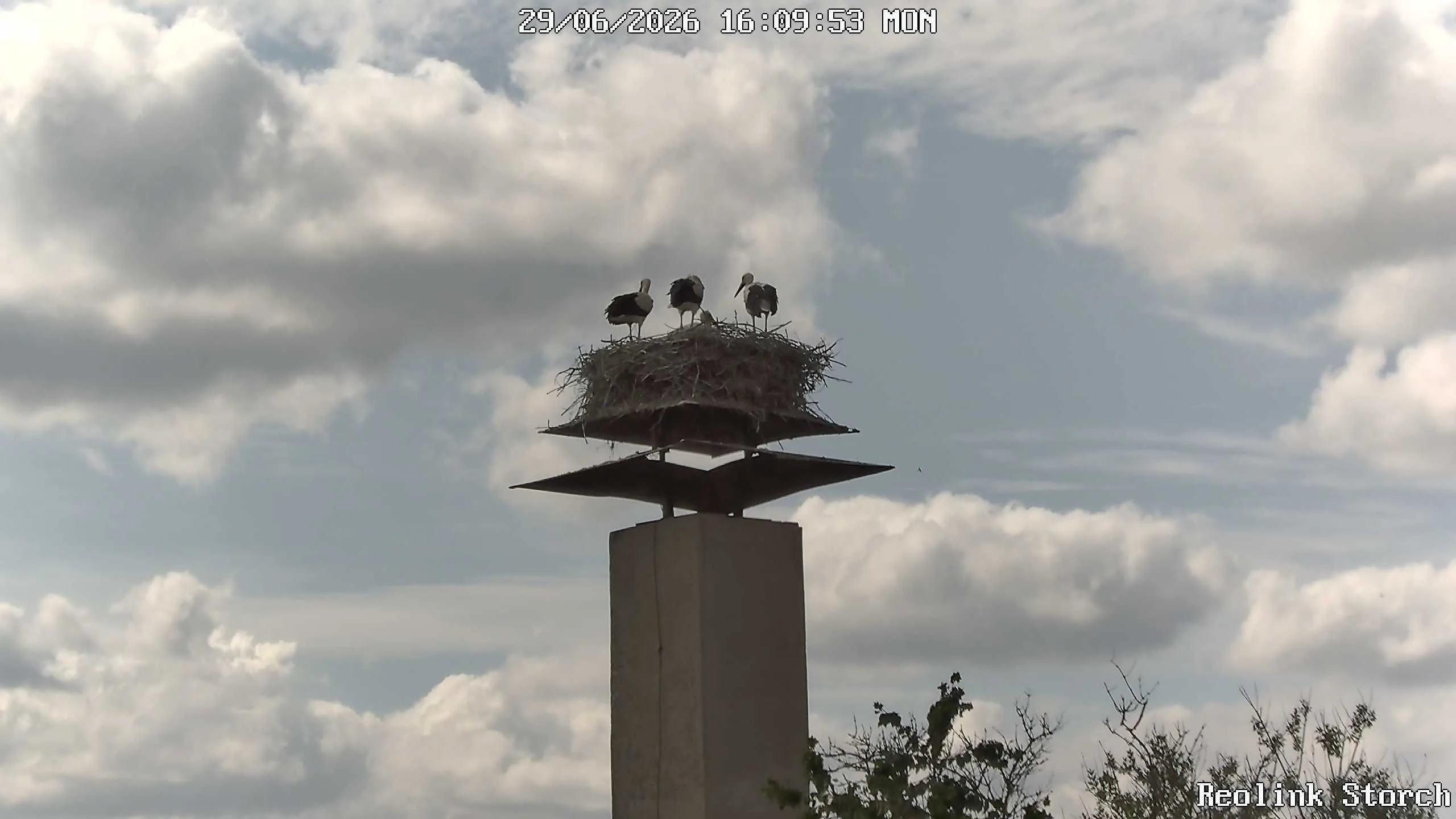Storchencam Bild
