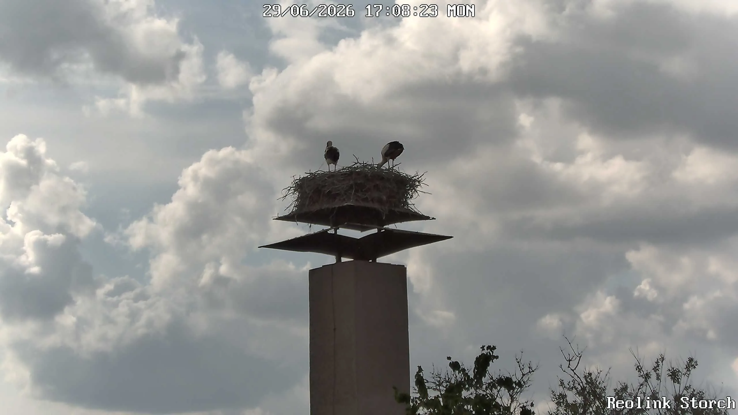 Storchencam Bild