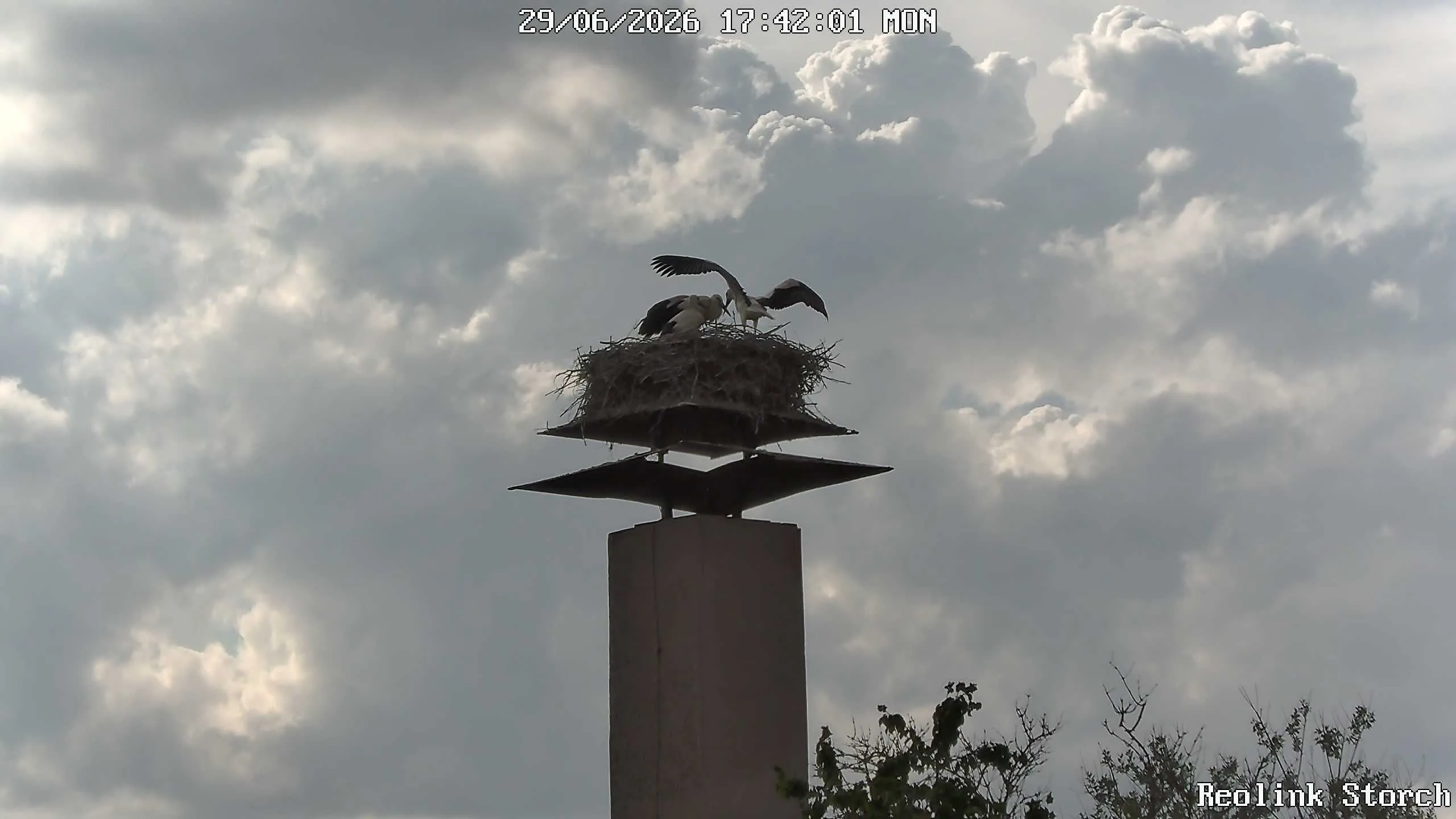 Storchencam Bild