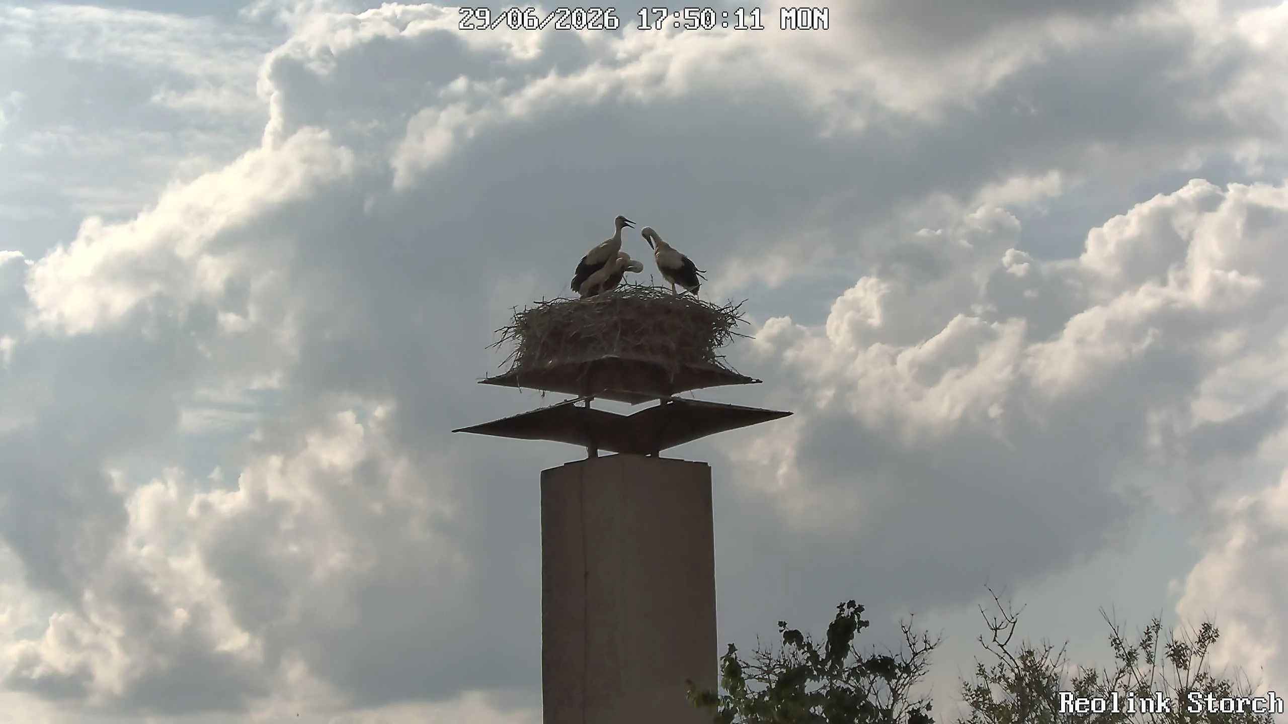 Storchencam Bild