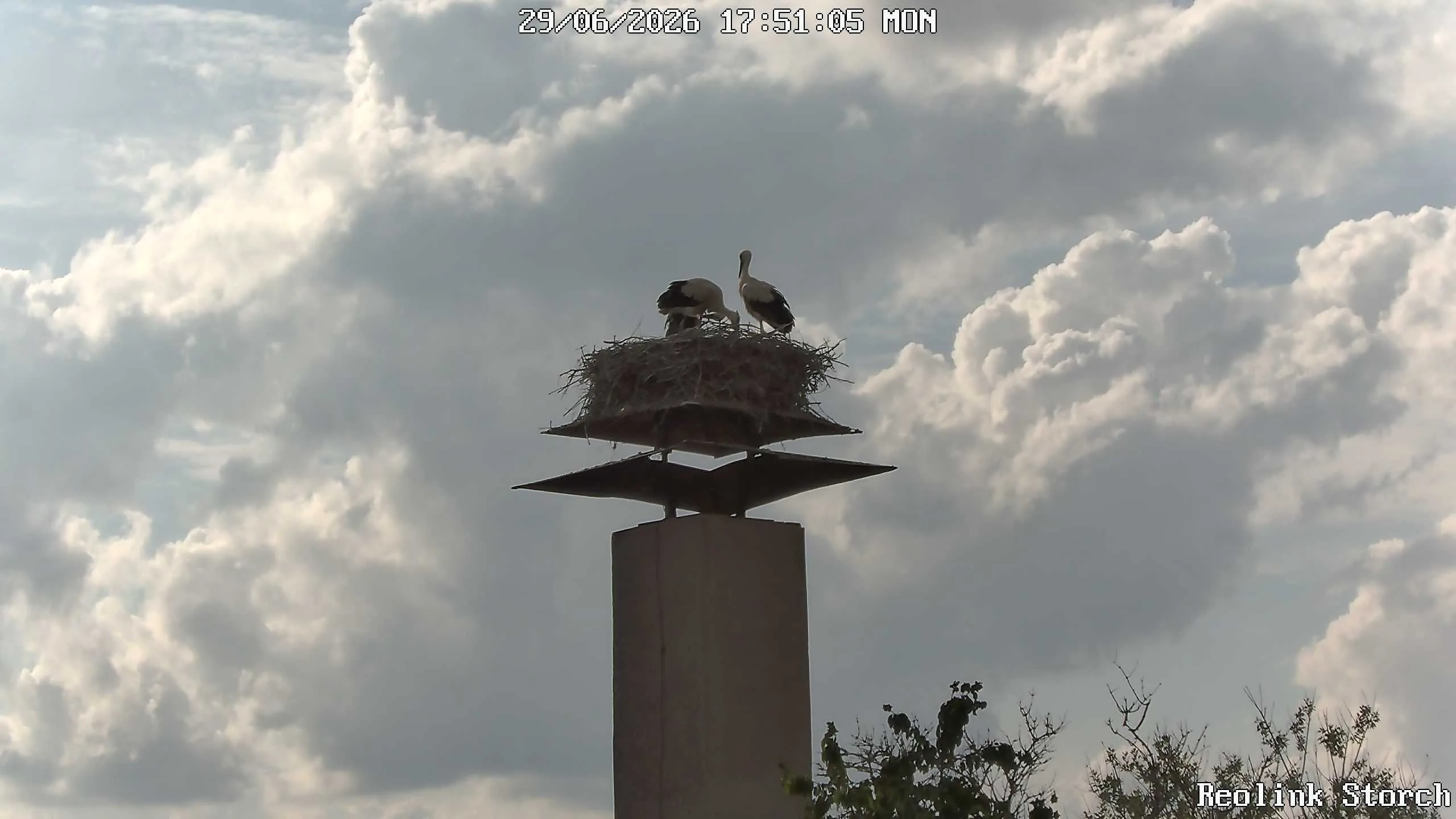 Storchencam Bild
