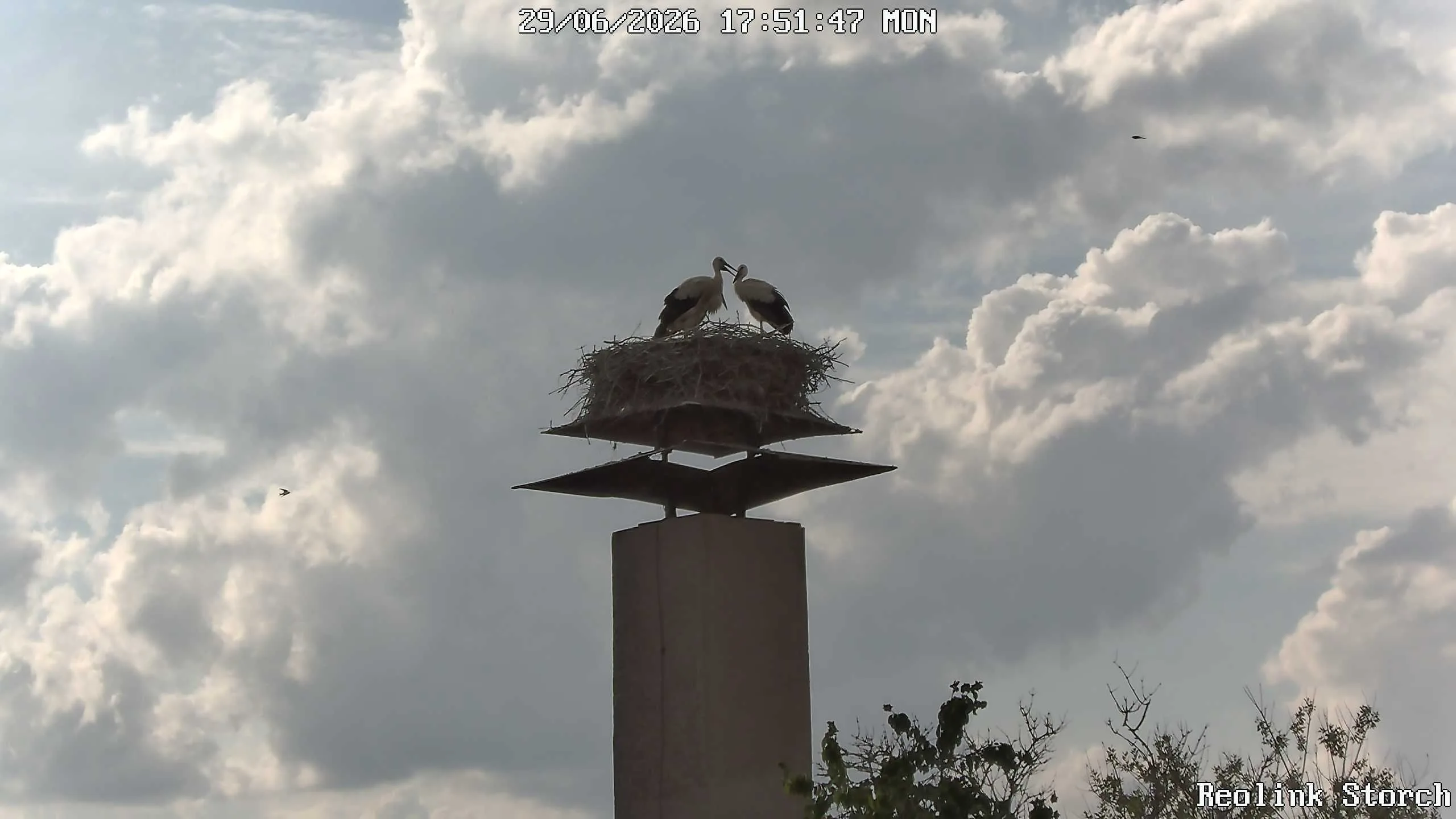 Storchencam Bild