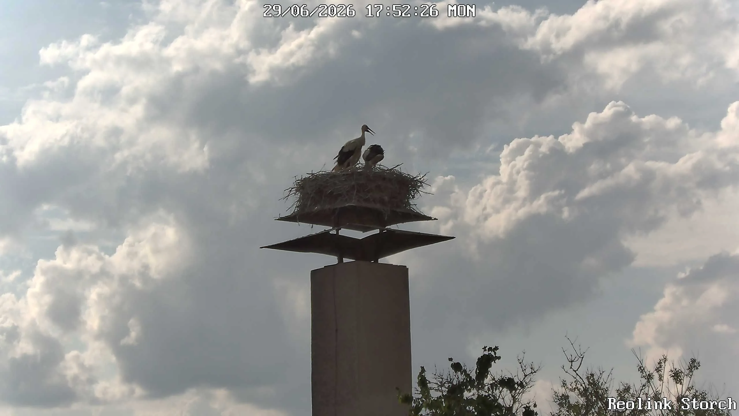 Storchencam Bild