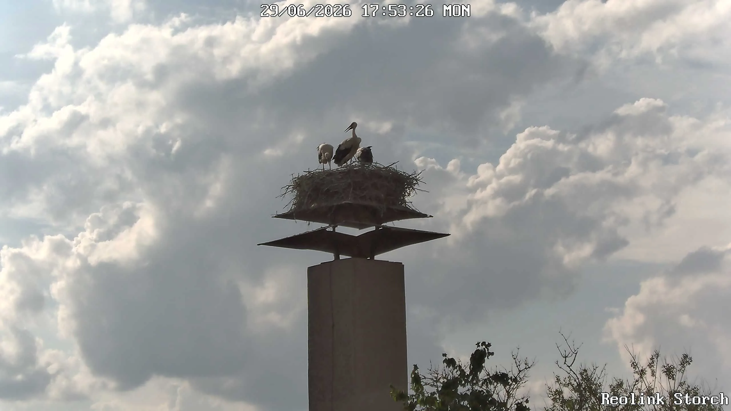 Storchencam Bild