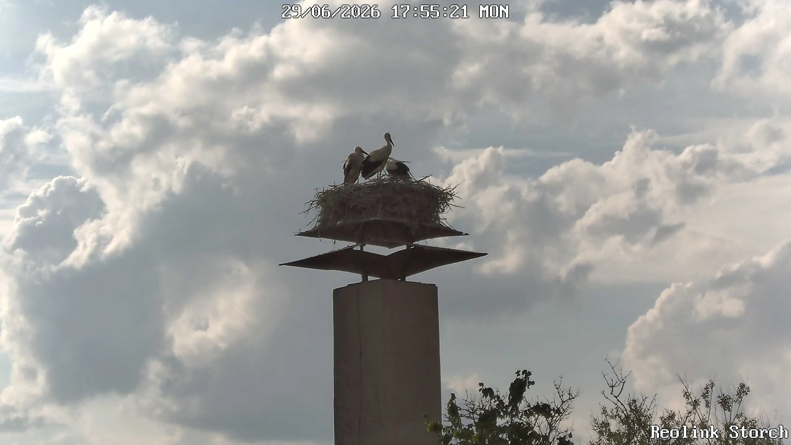 Storchencam Bild