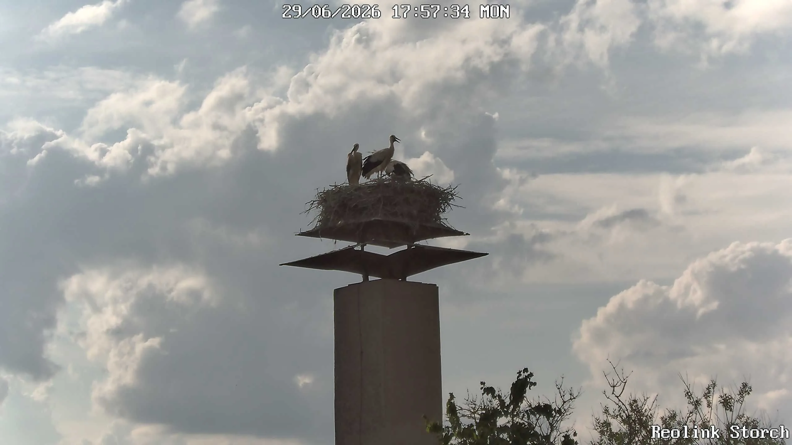 Storchencam Bild