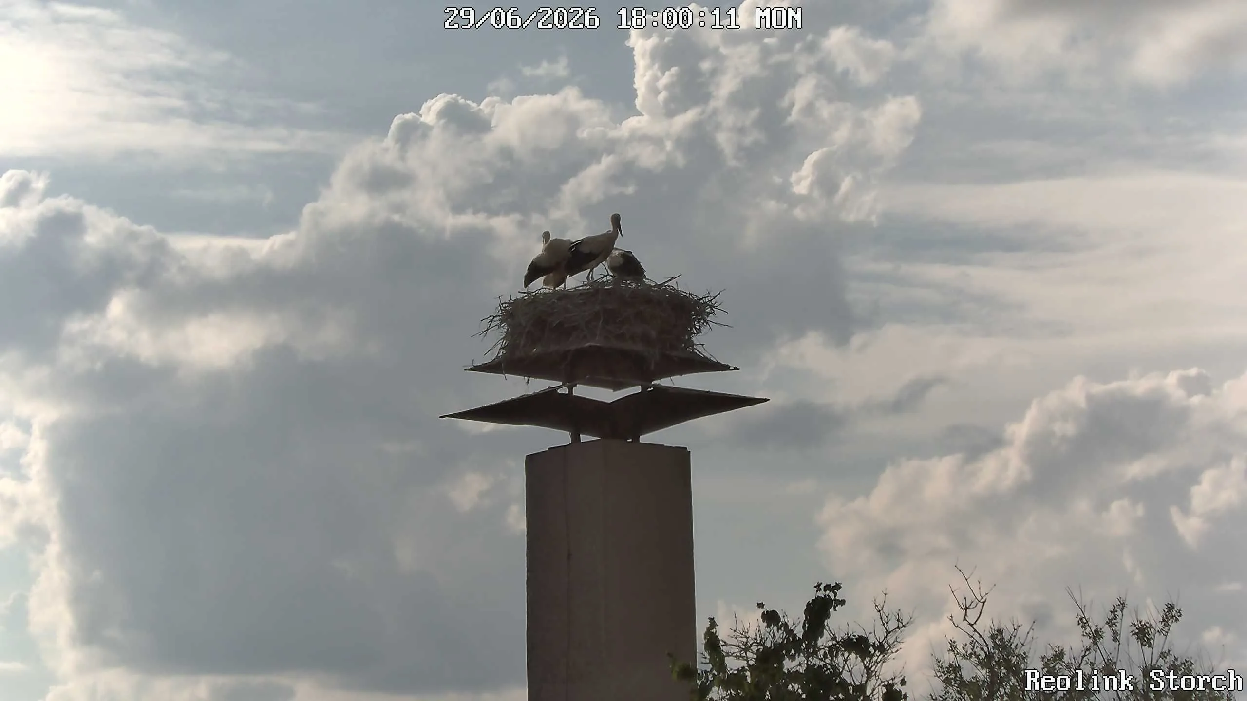 Storchencam Bild