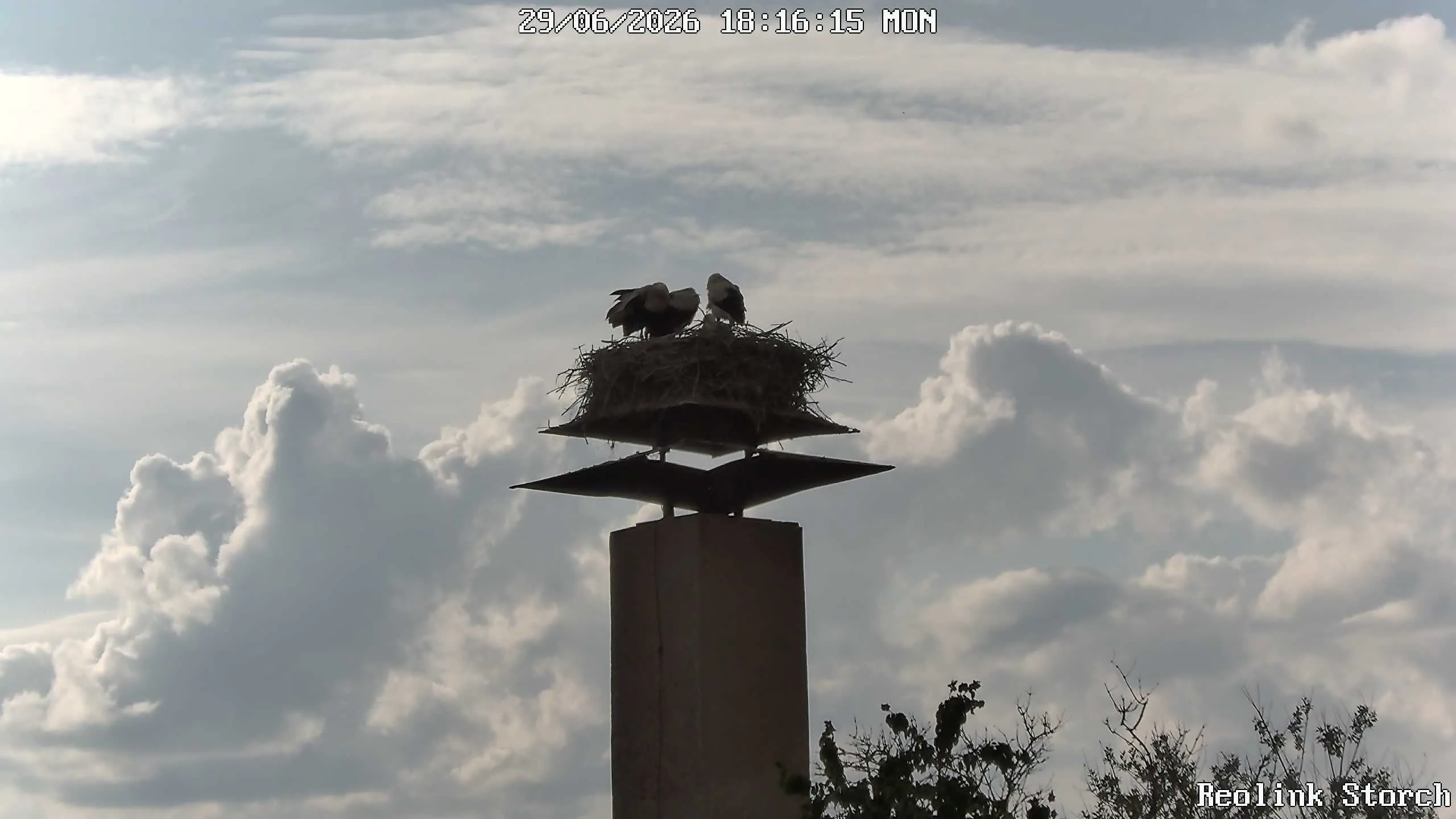 Storchencam Bild