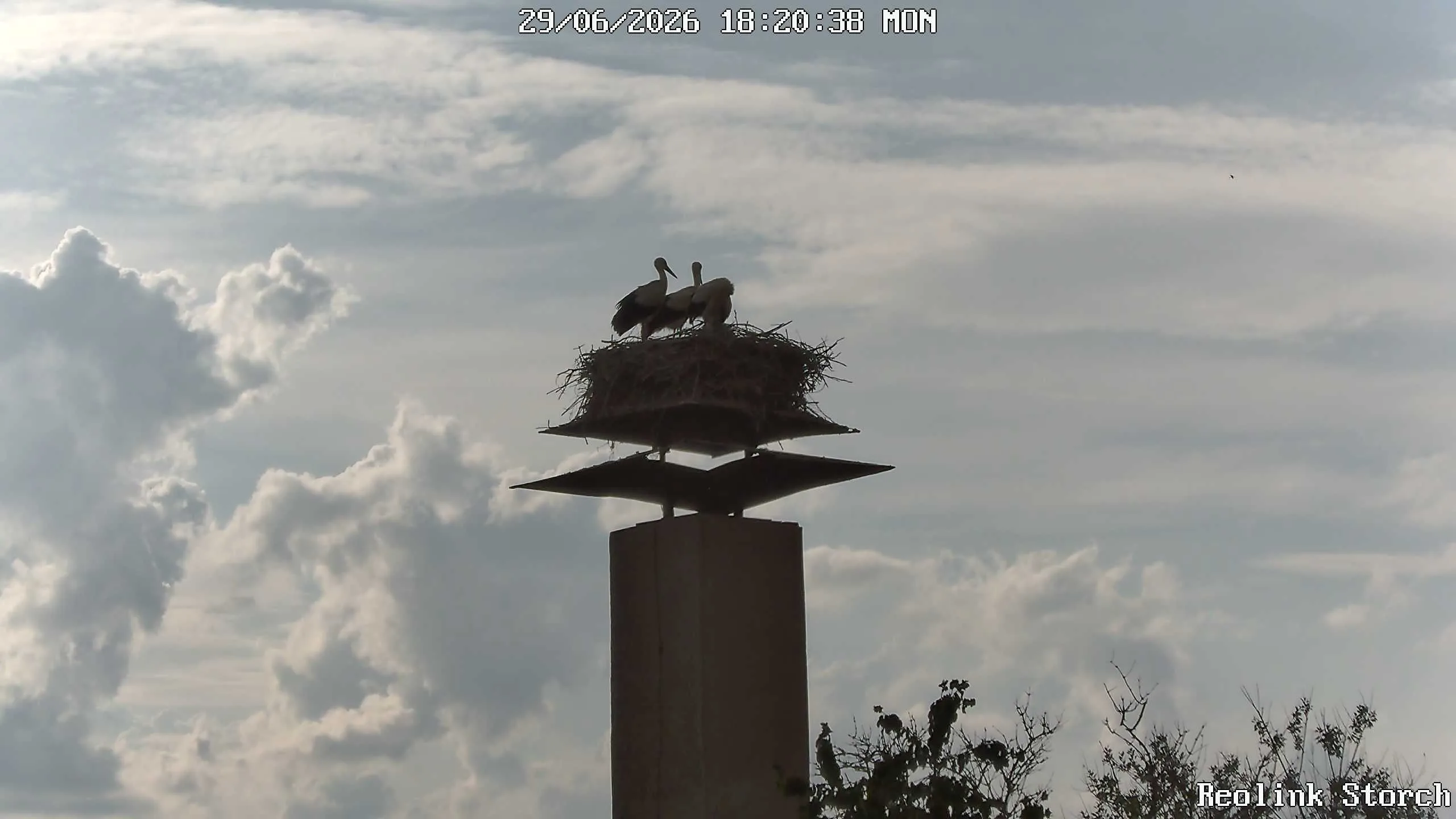 Storchencam Bild