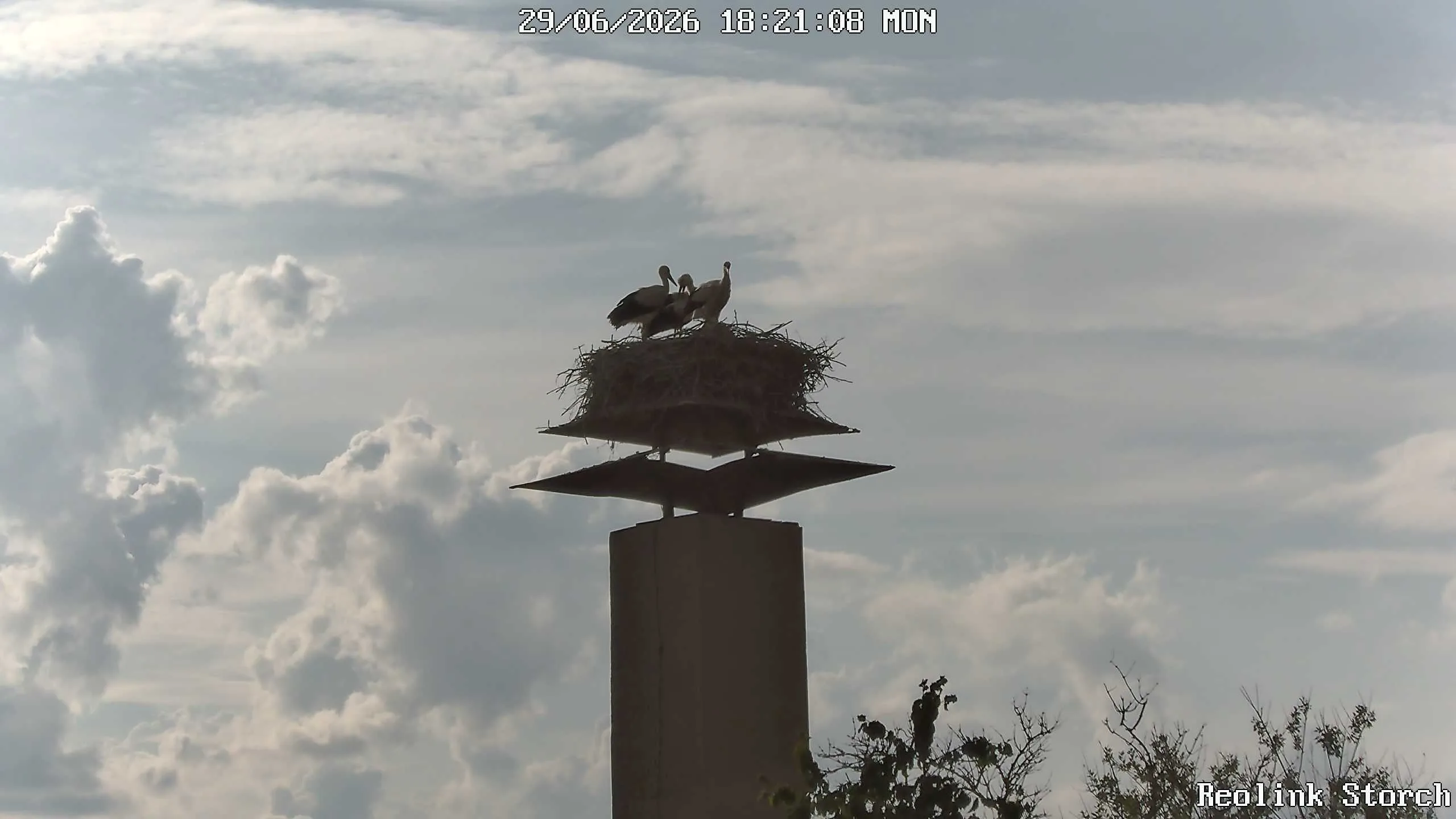Storchencam Bild