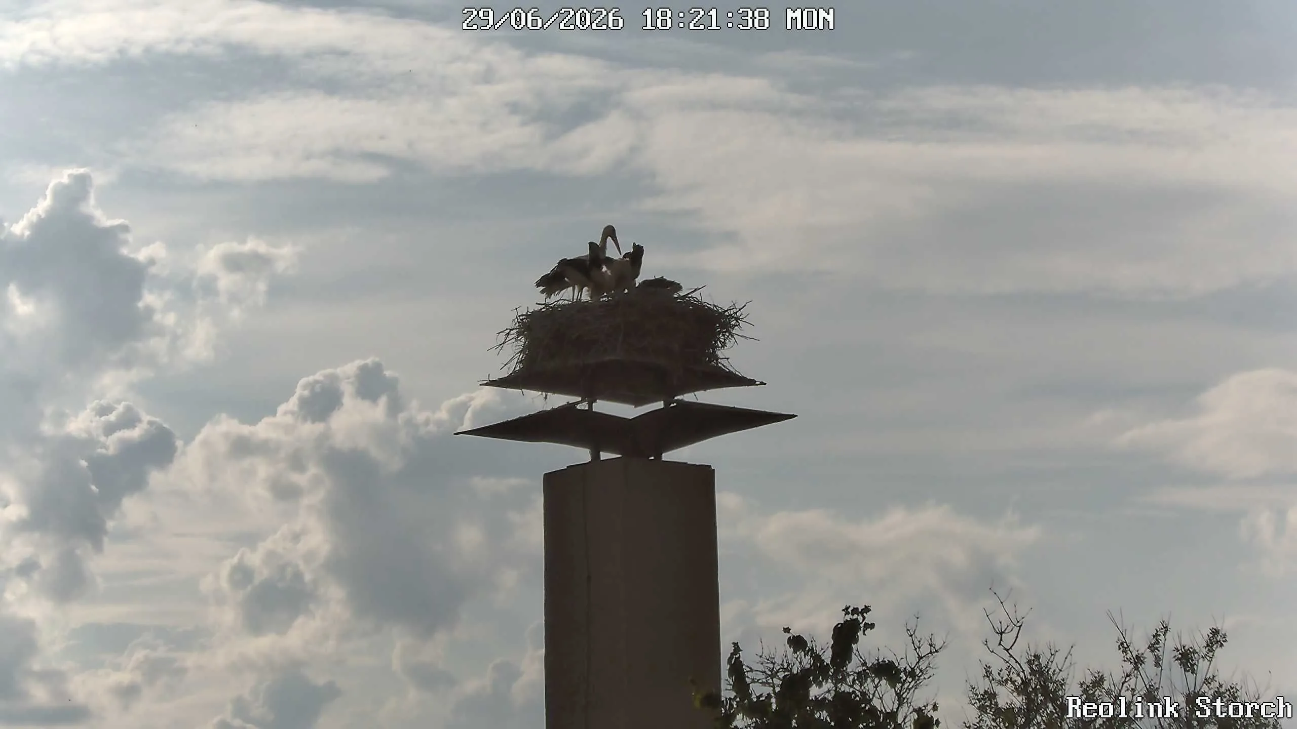 Storchencam Bild