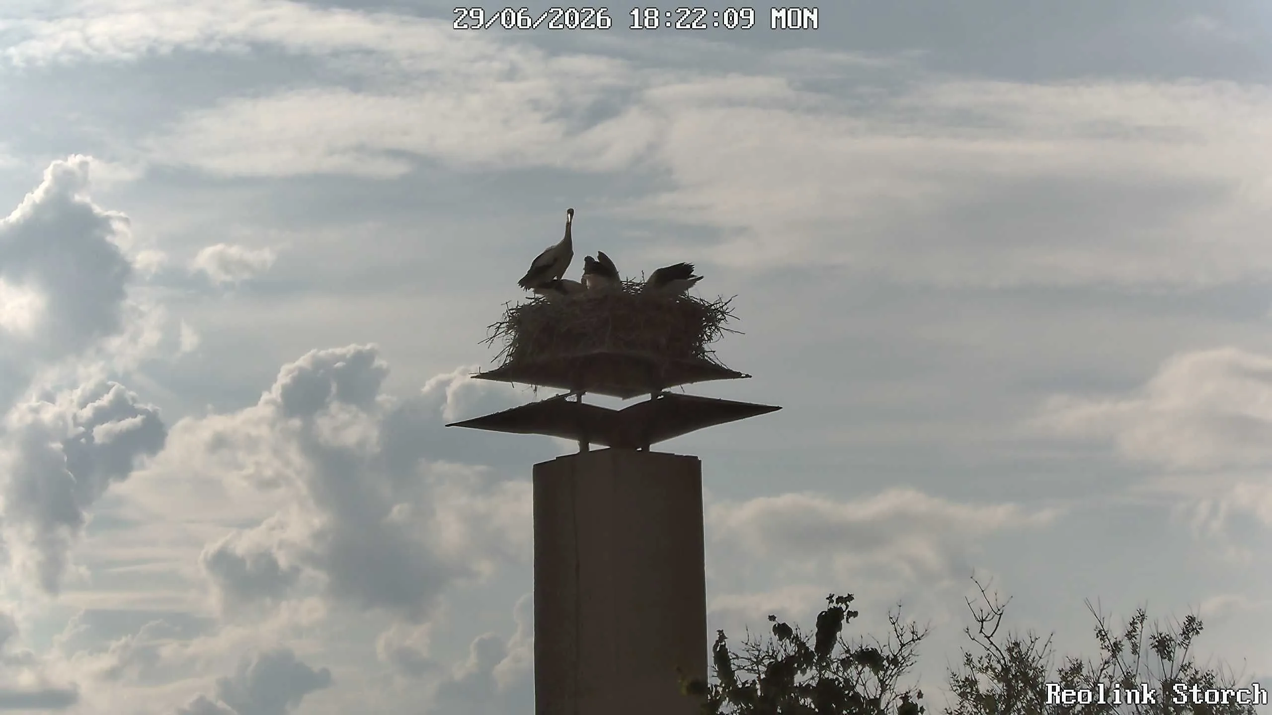 Storchencam Bild