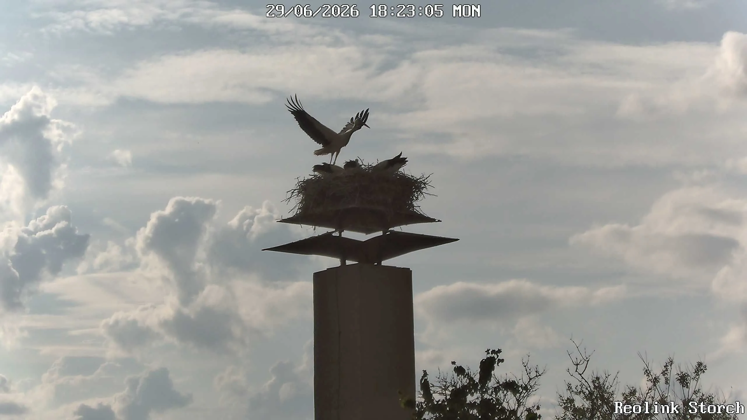 Storchencam Bild