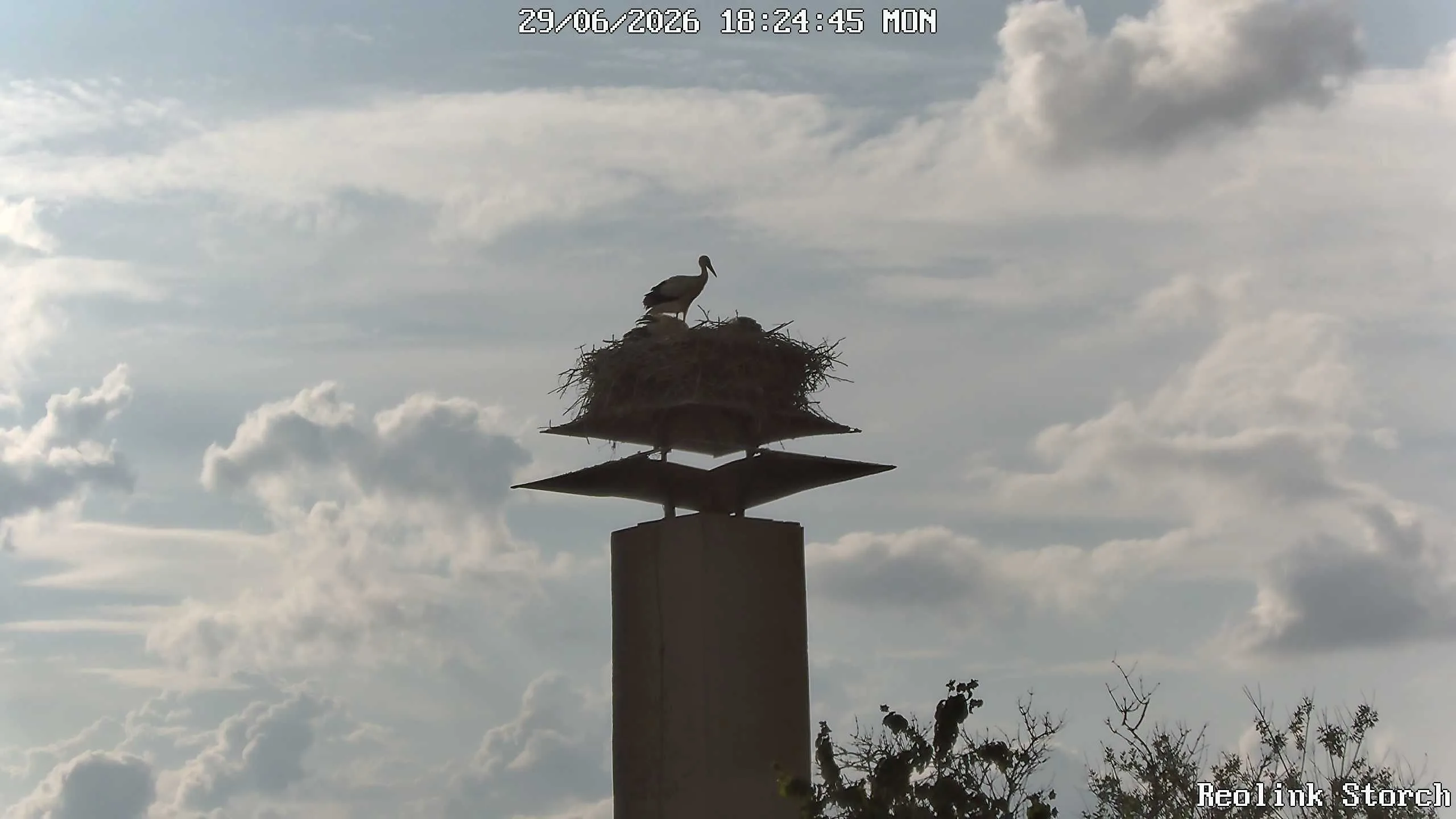 Storchencam Bild