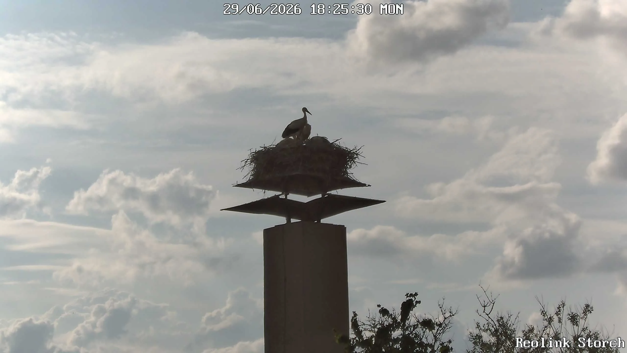 Storchencam Bild