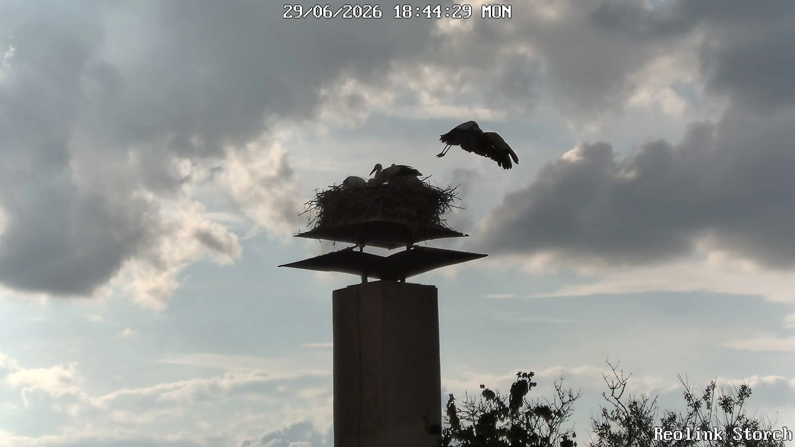 Storchencam Bild