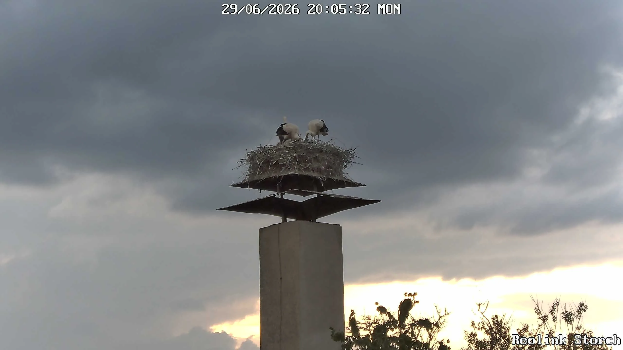 Storchencam Bild