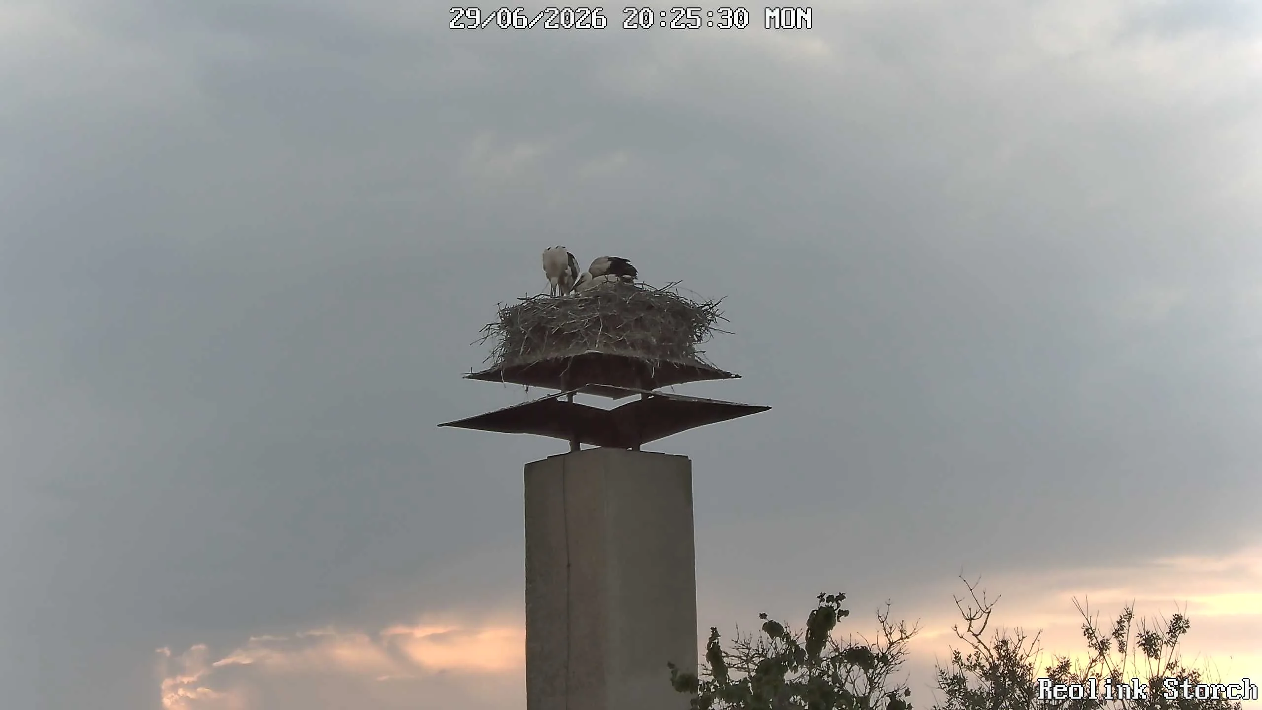 Storchencam Bild