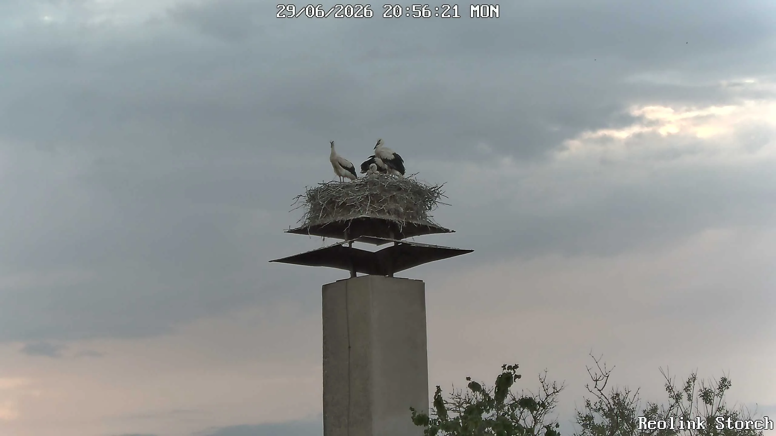 Storchencam Bild