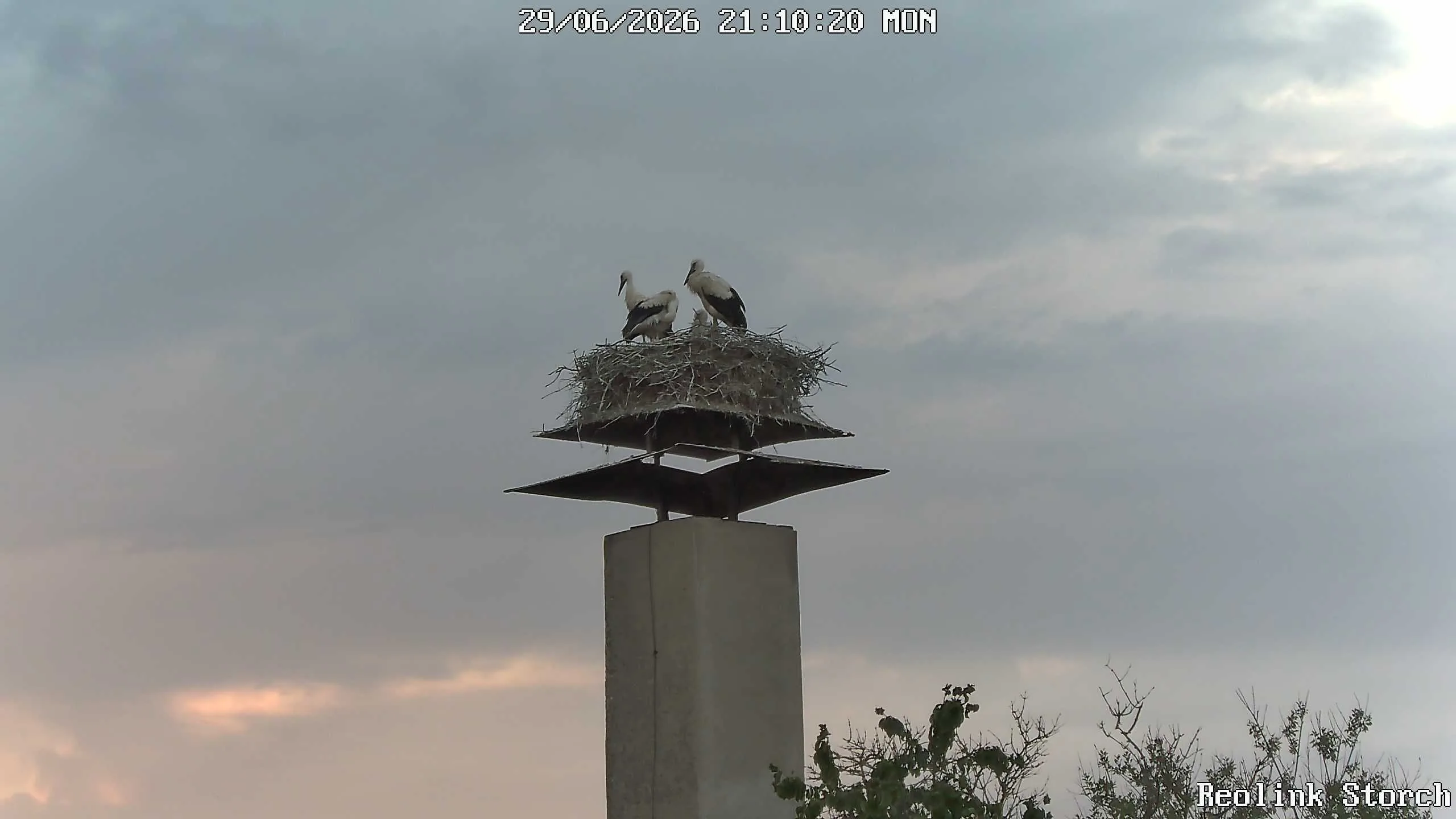 Storchencam Bild