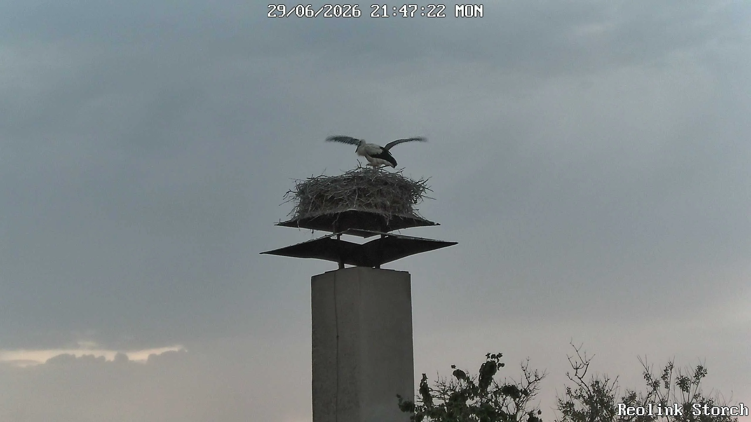 Storchencam Bild