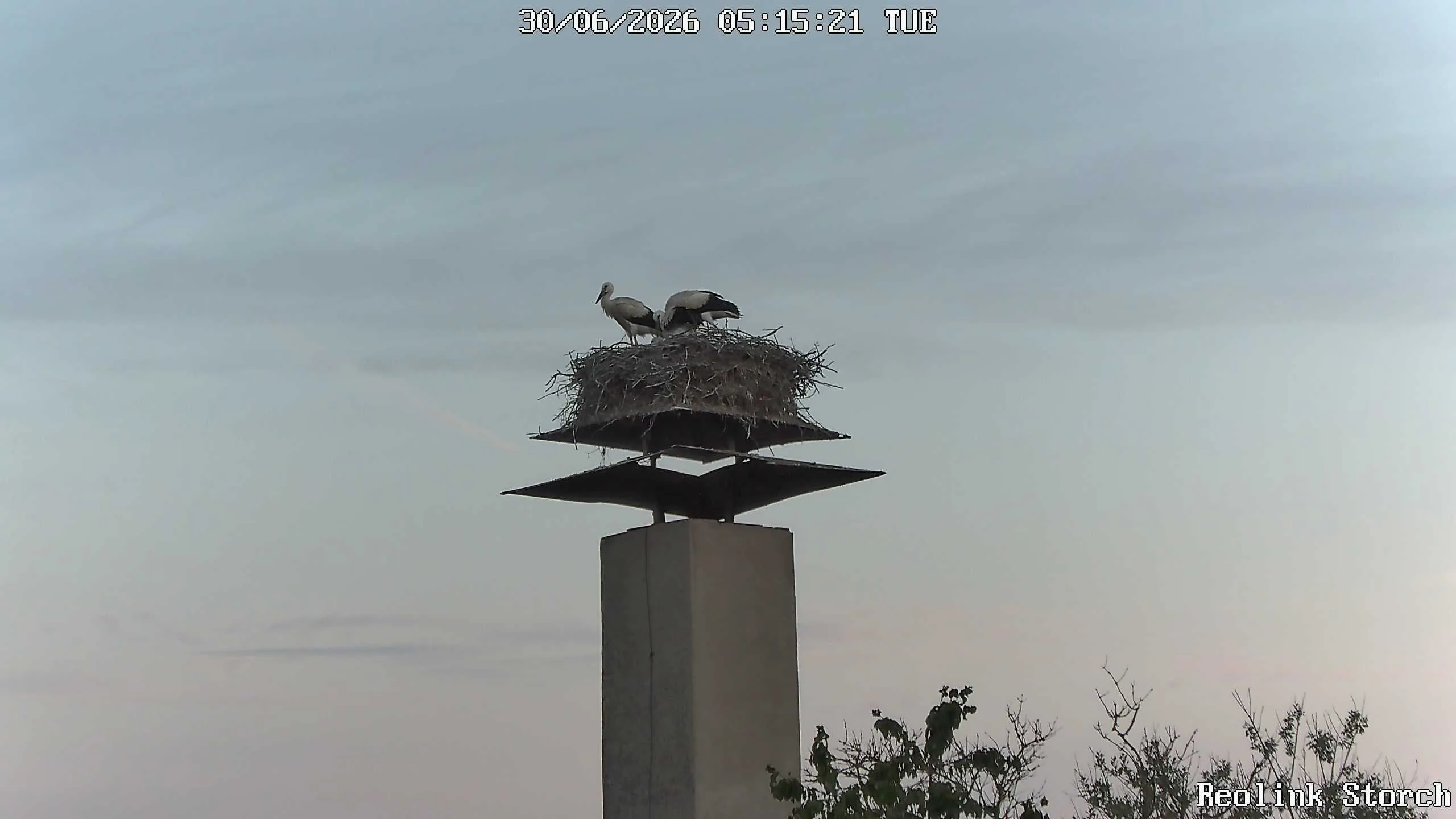 Storchencam Bild
