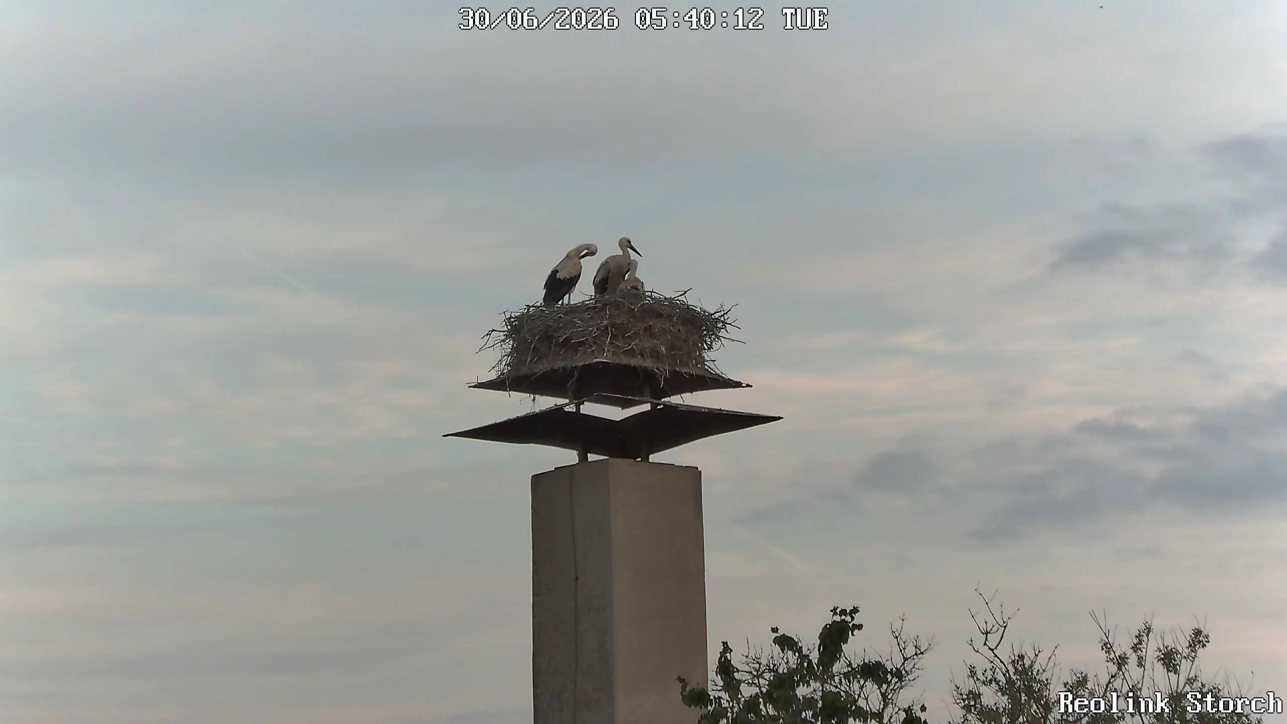Storchencam Bild
