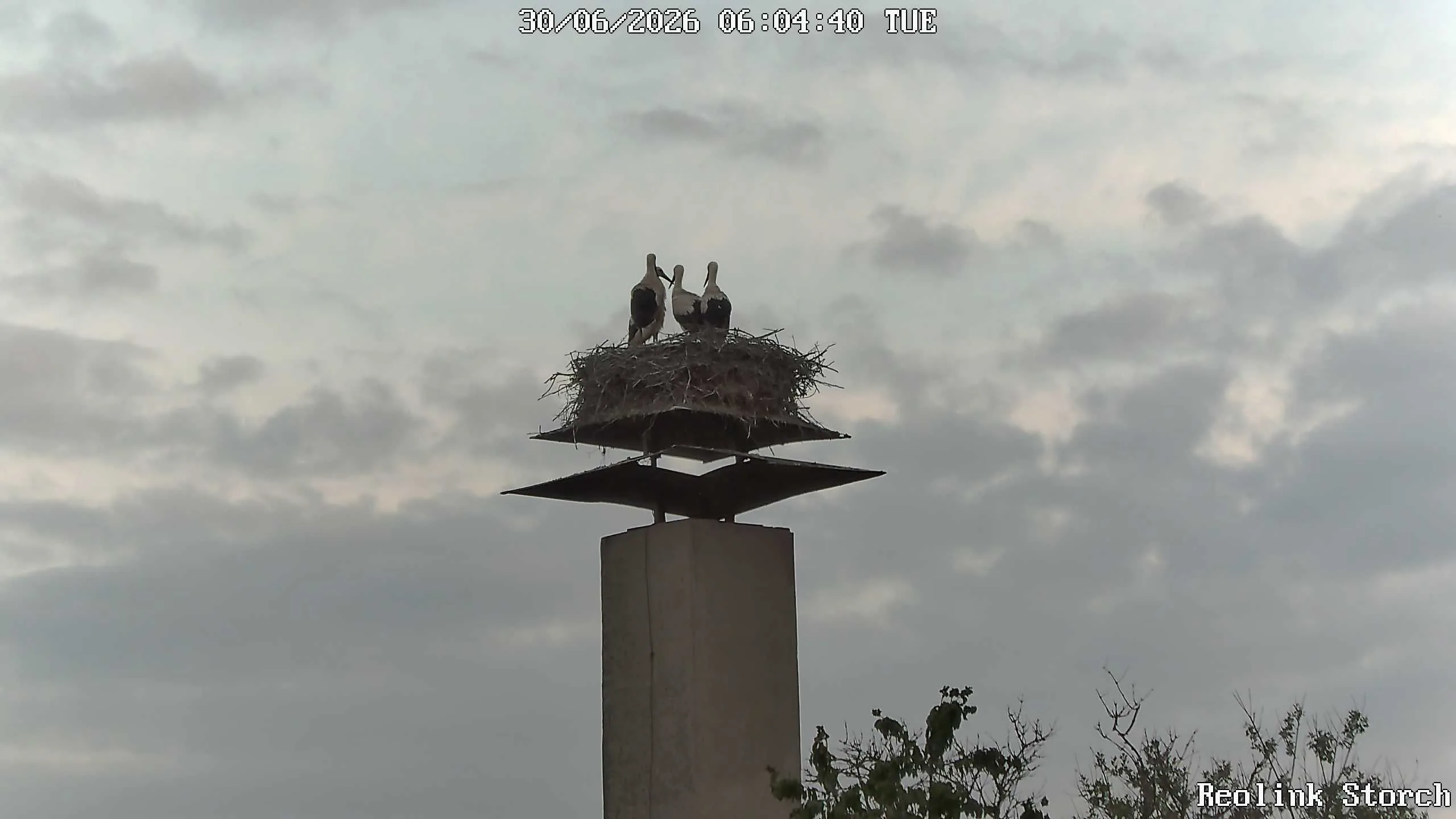Storchencam Bild