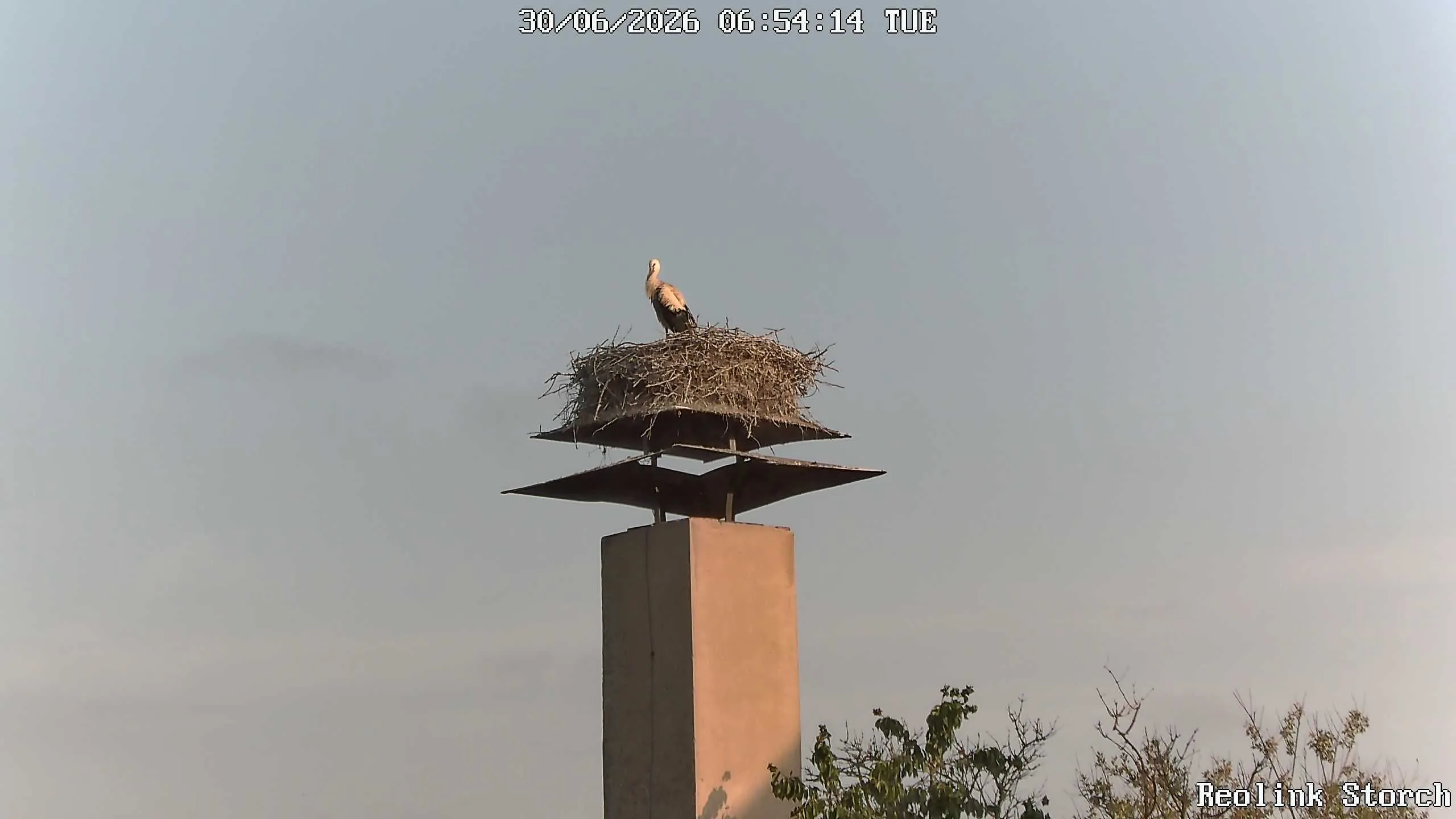 Storchencam Bild
