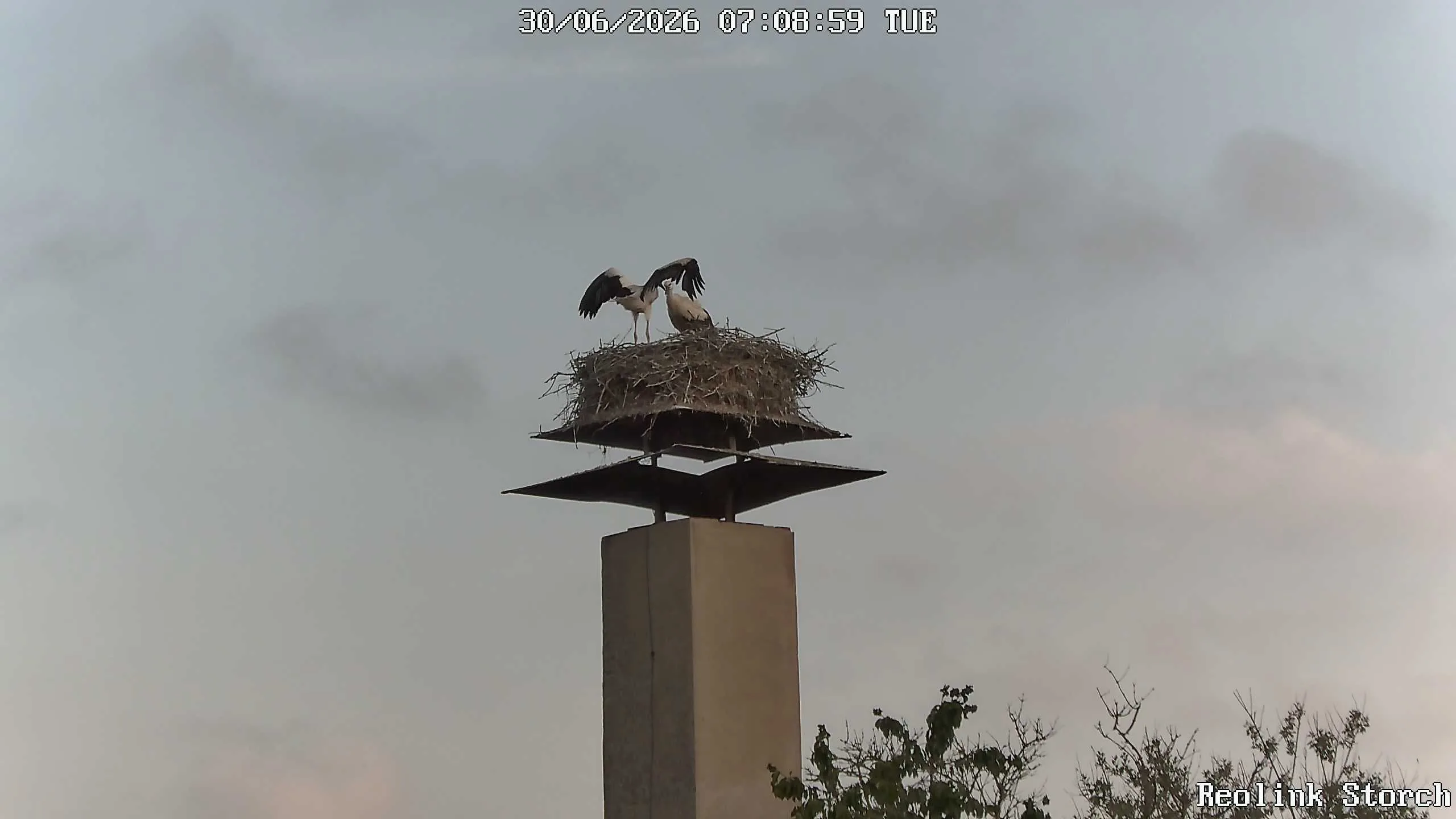 Storchencam Bild