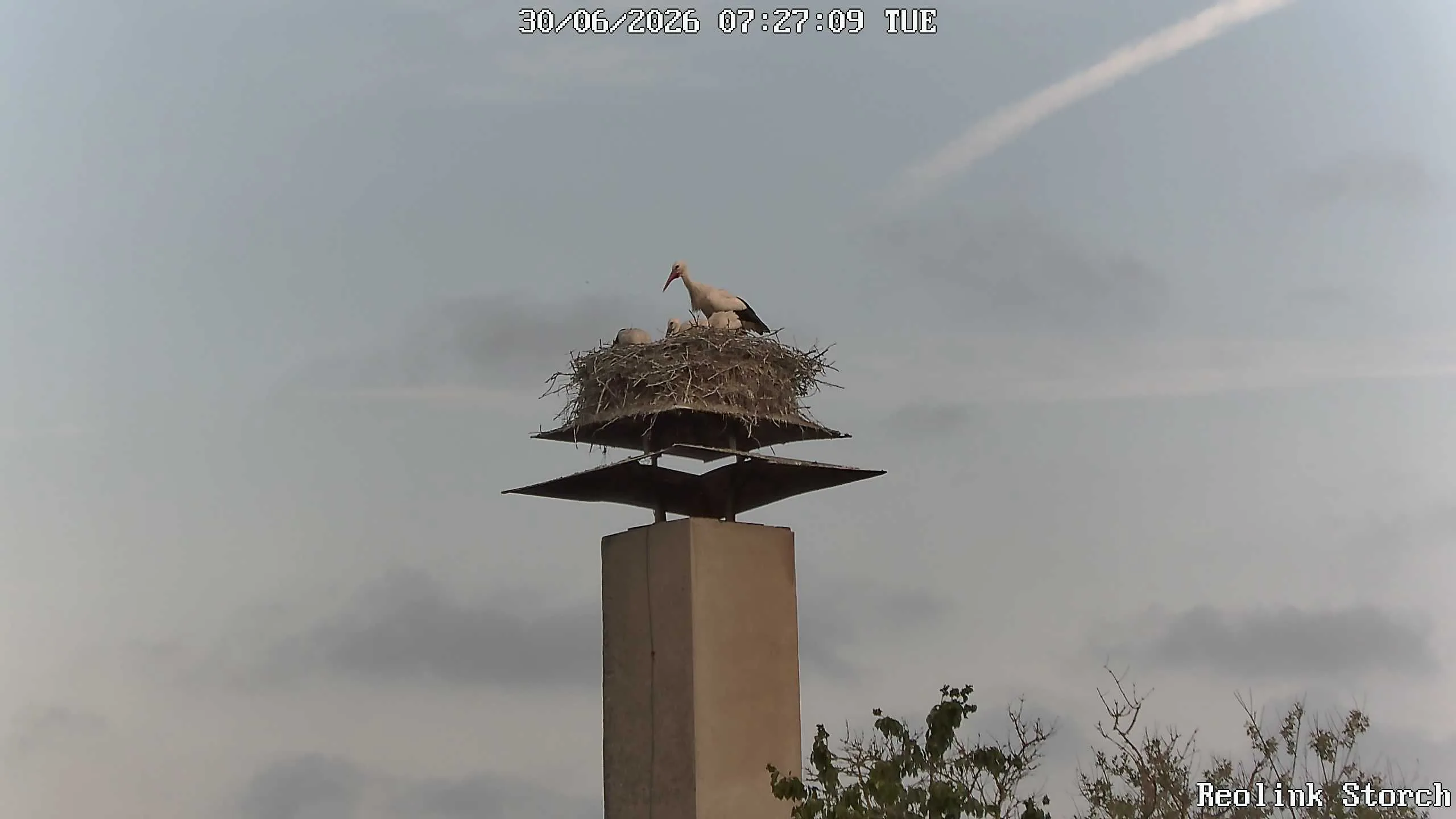 Storchencam Bild