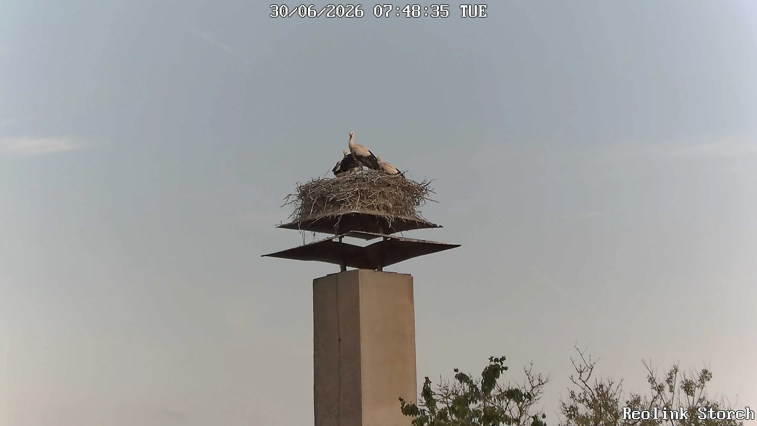 Storchencam Bild