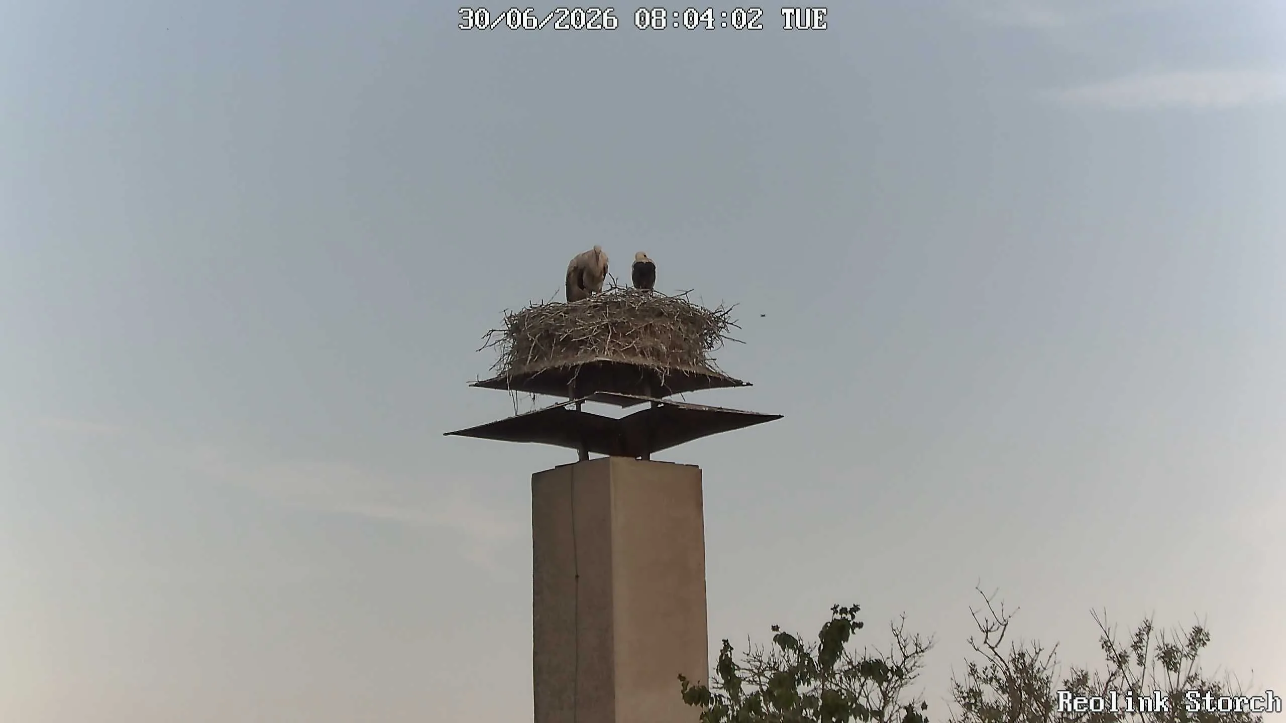 Storchencam Bild