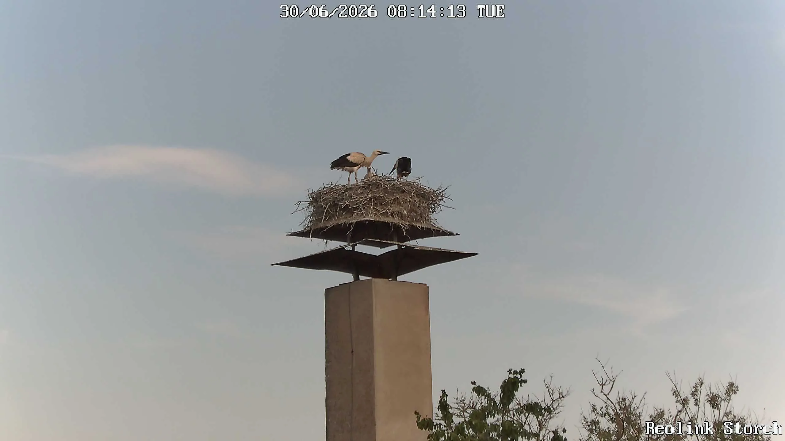 Storchencam Bild