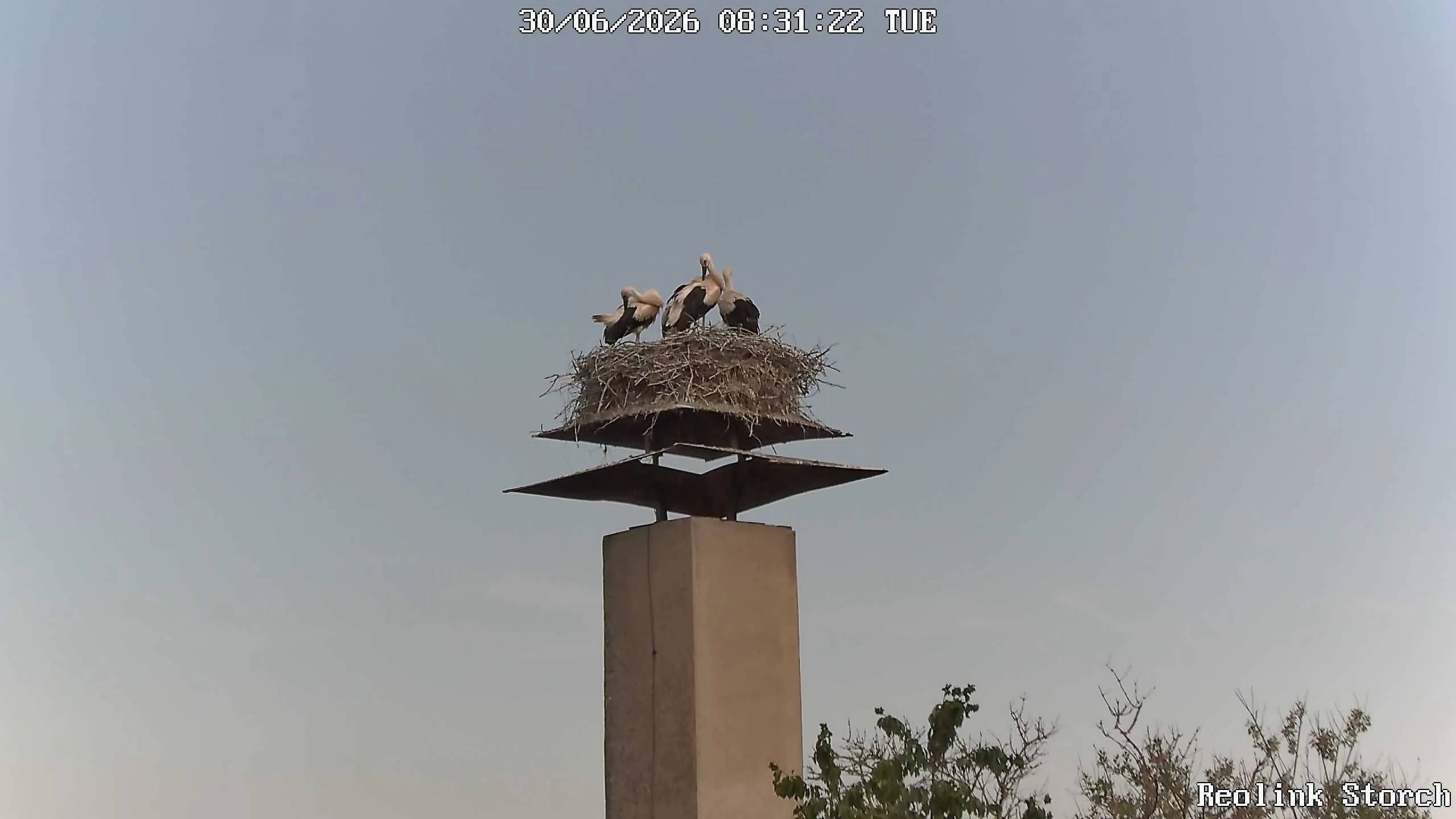 Storchencam Bild