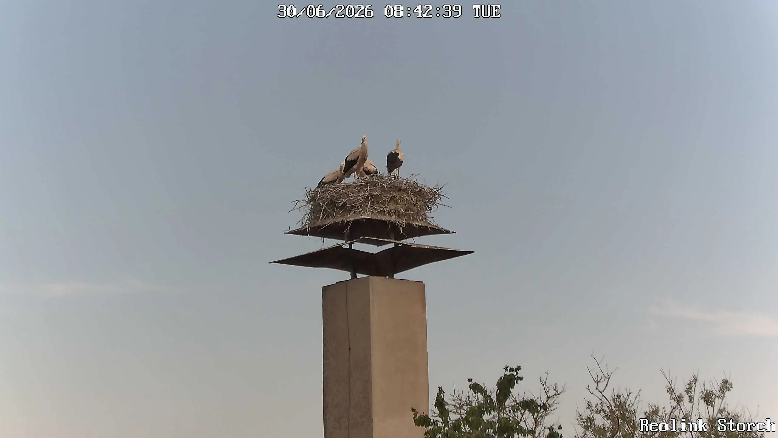 Storchencam Bild
