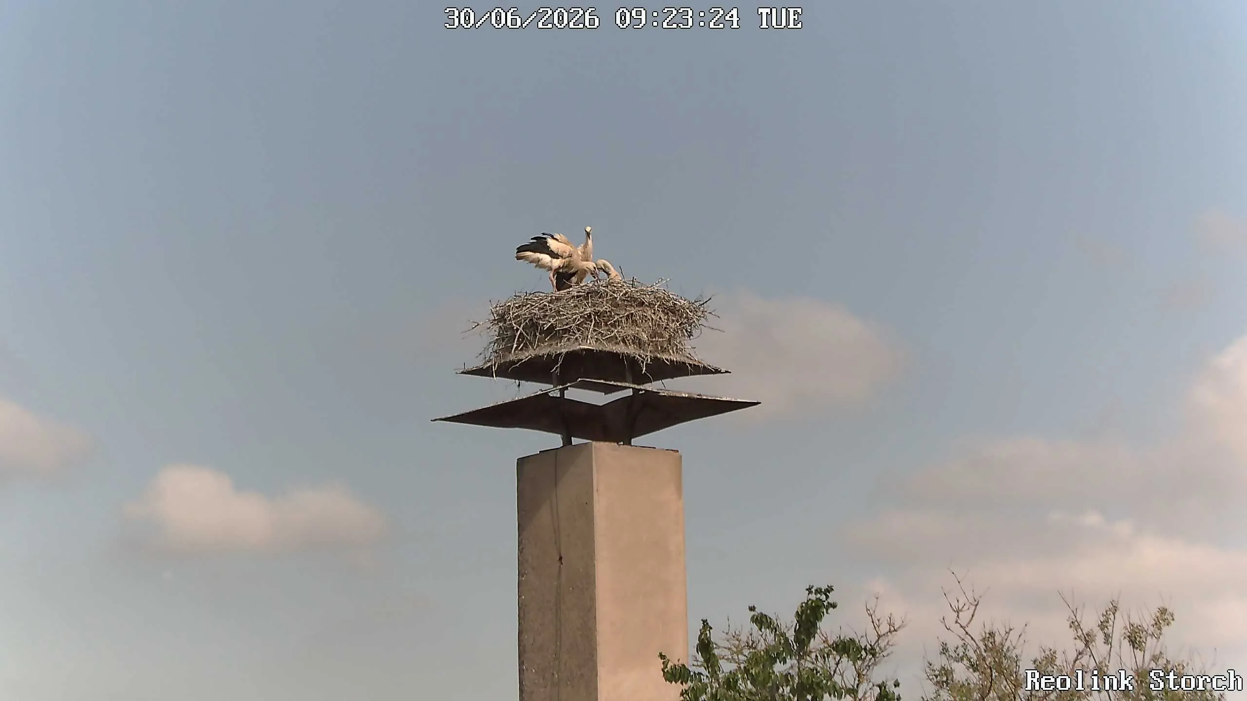 Storchencam Bild