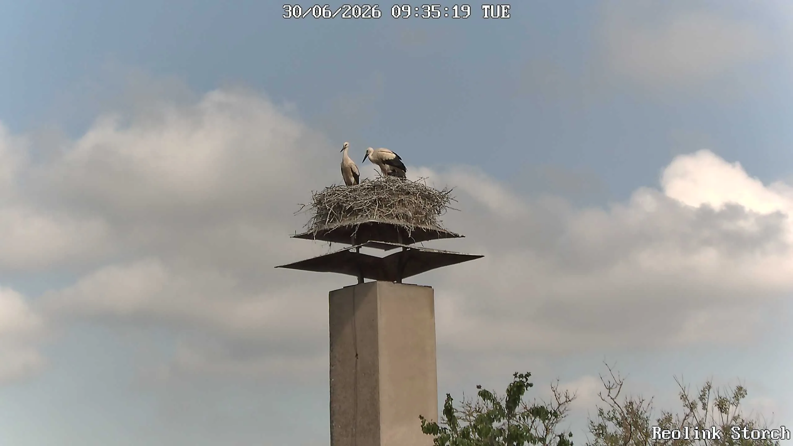 Storchencam Bild
