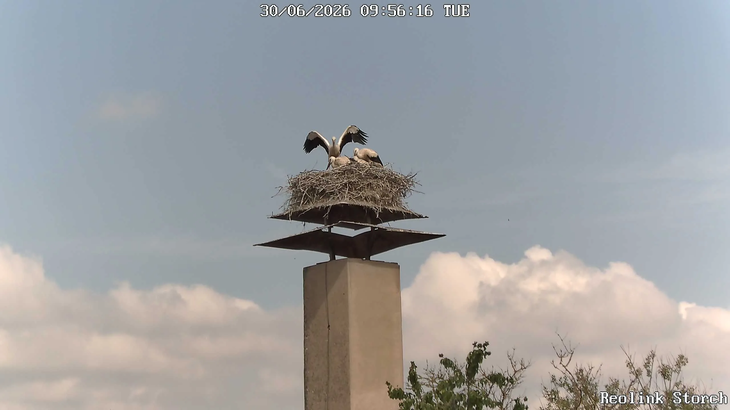 Storchencam Bild