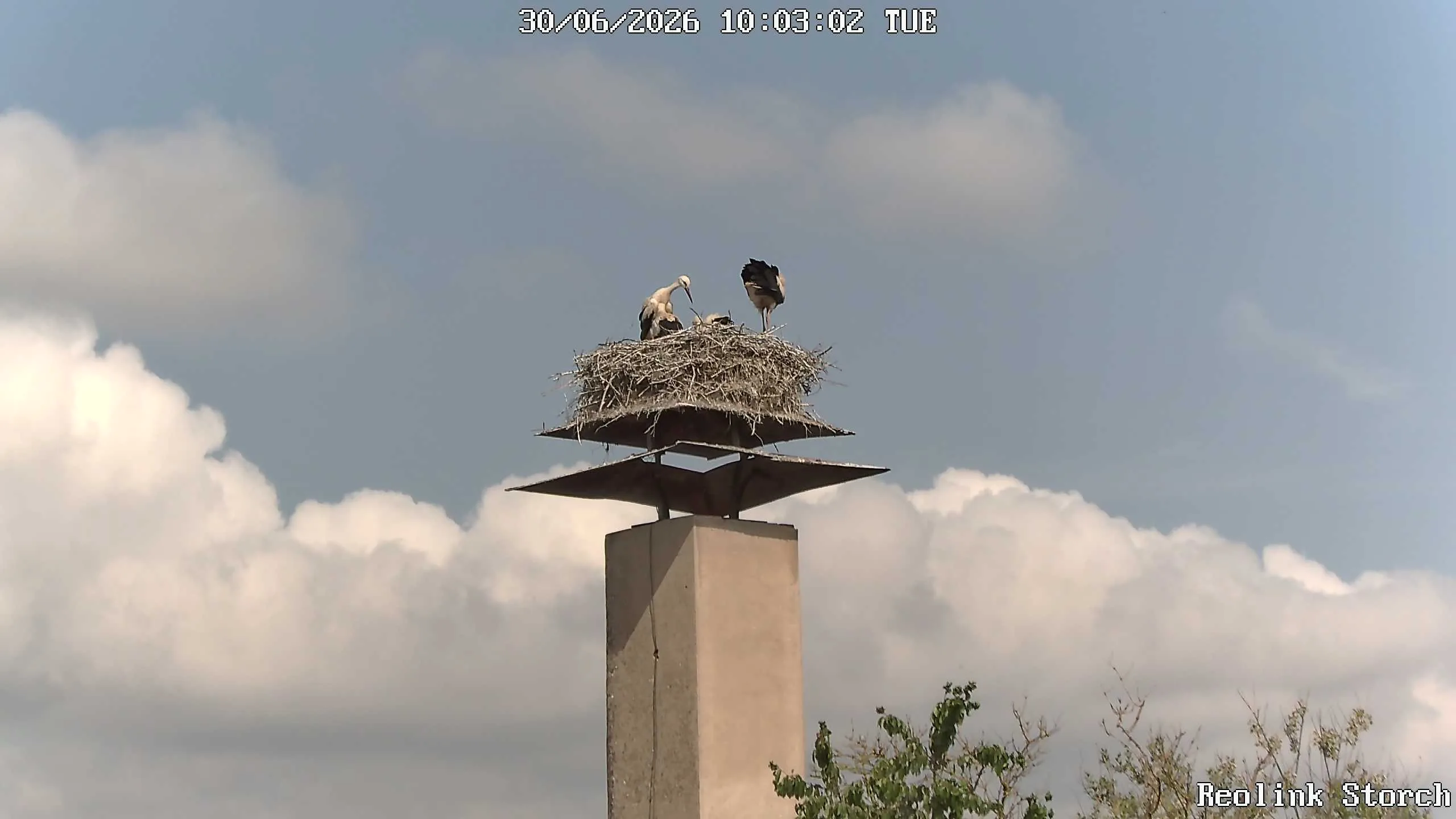Storchencam Bild