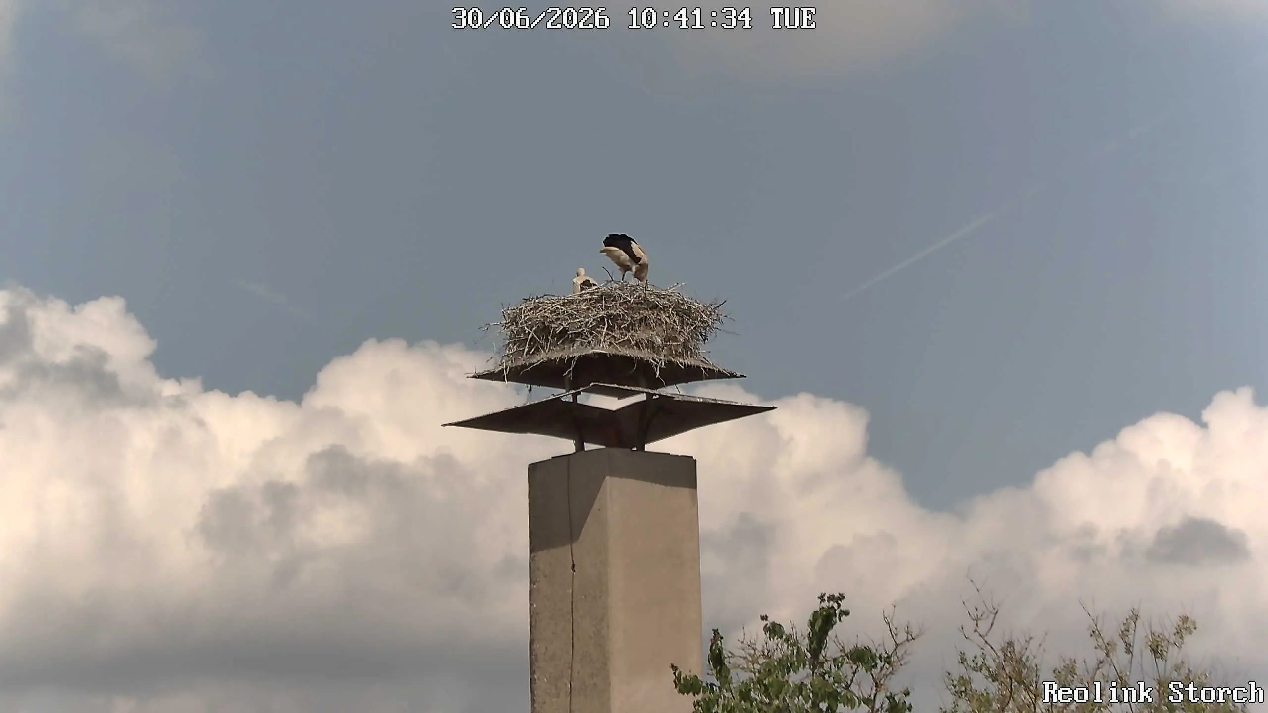Storchencam Bild