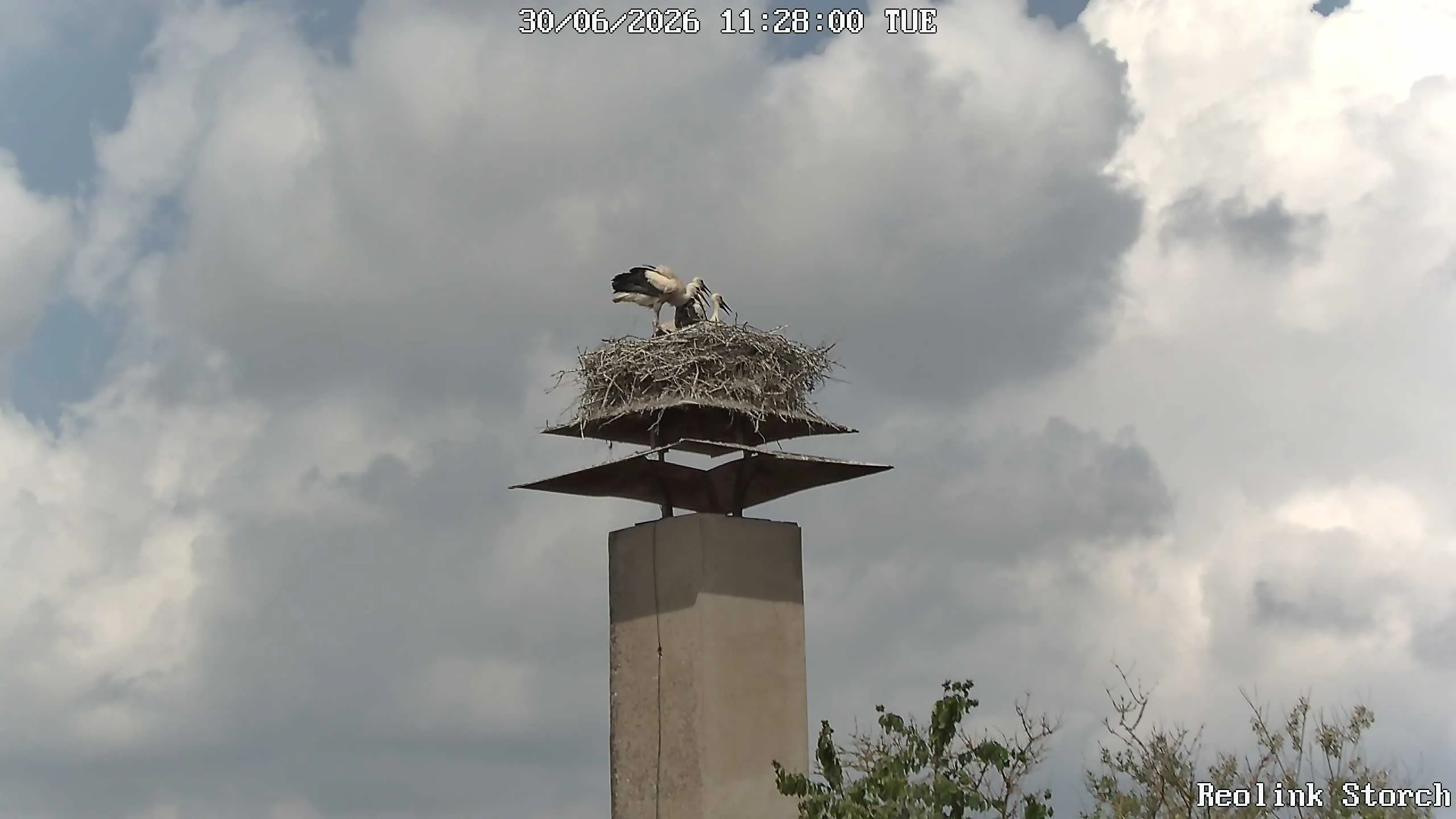 Storchencam Bild