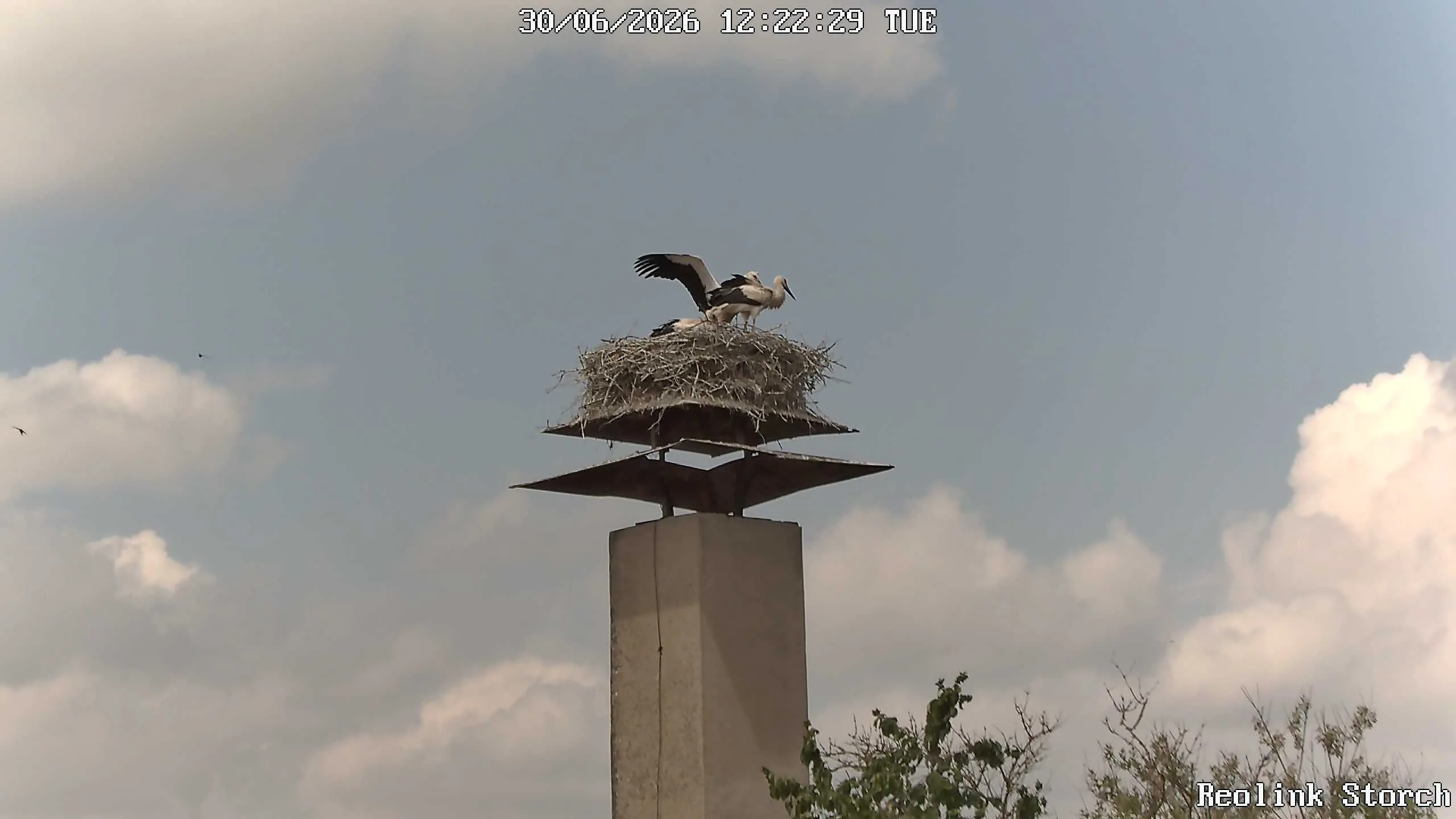 Storchencam Bild