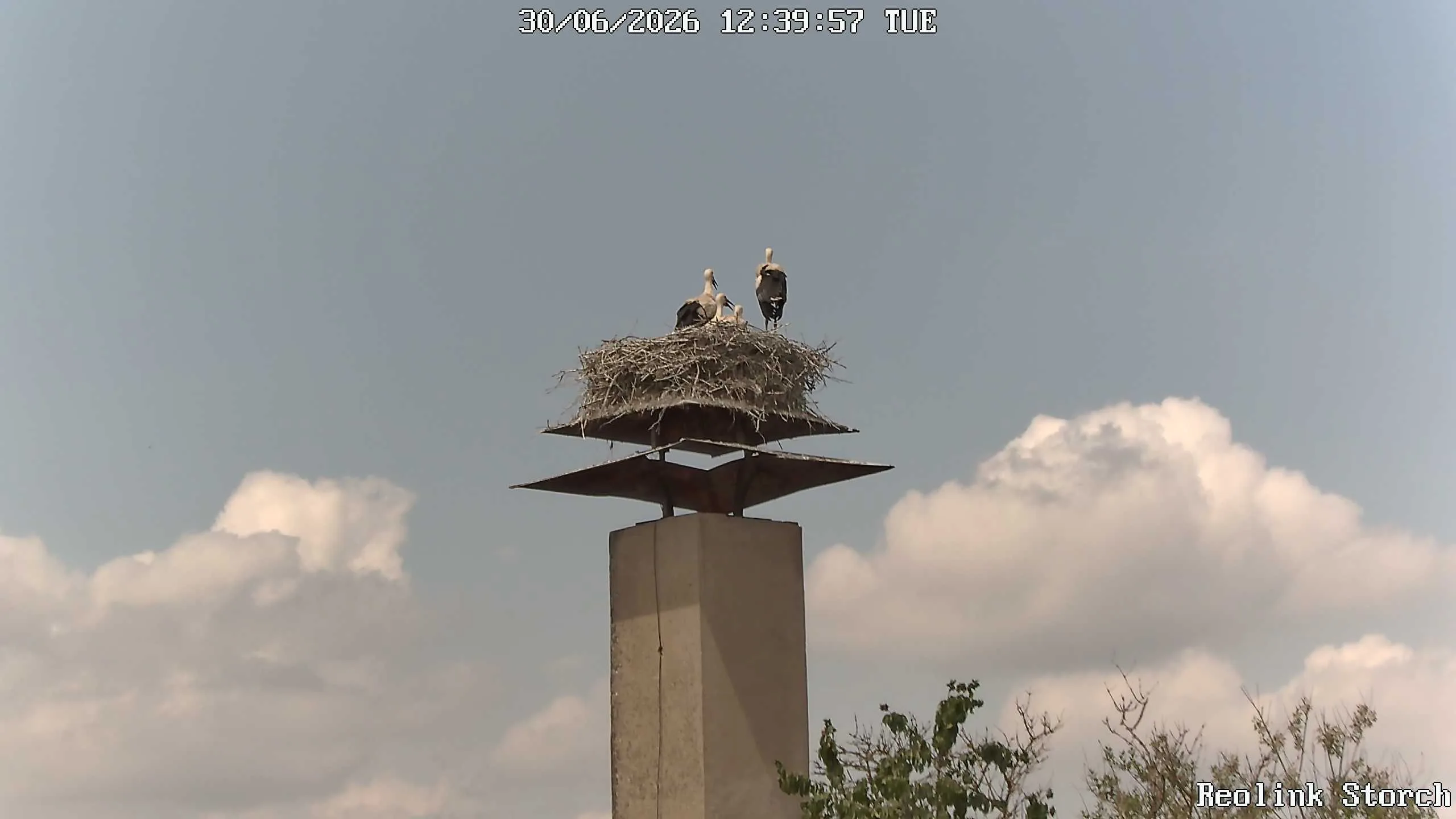 Storchencam Bild