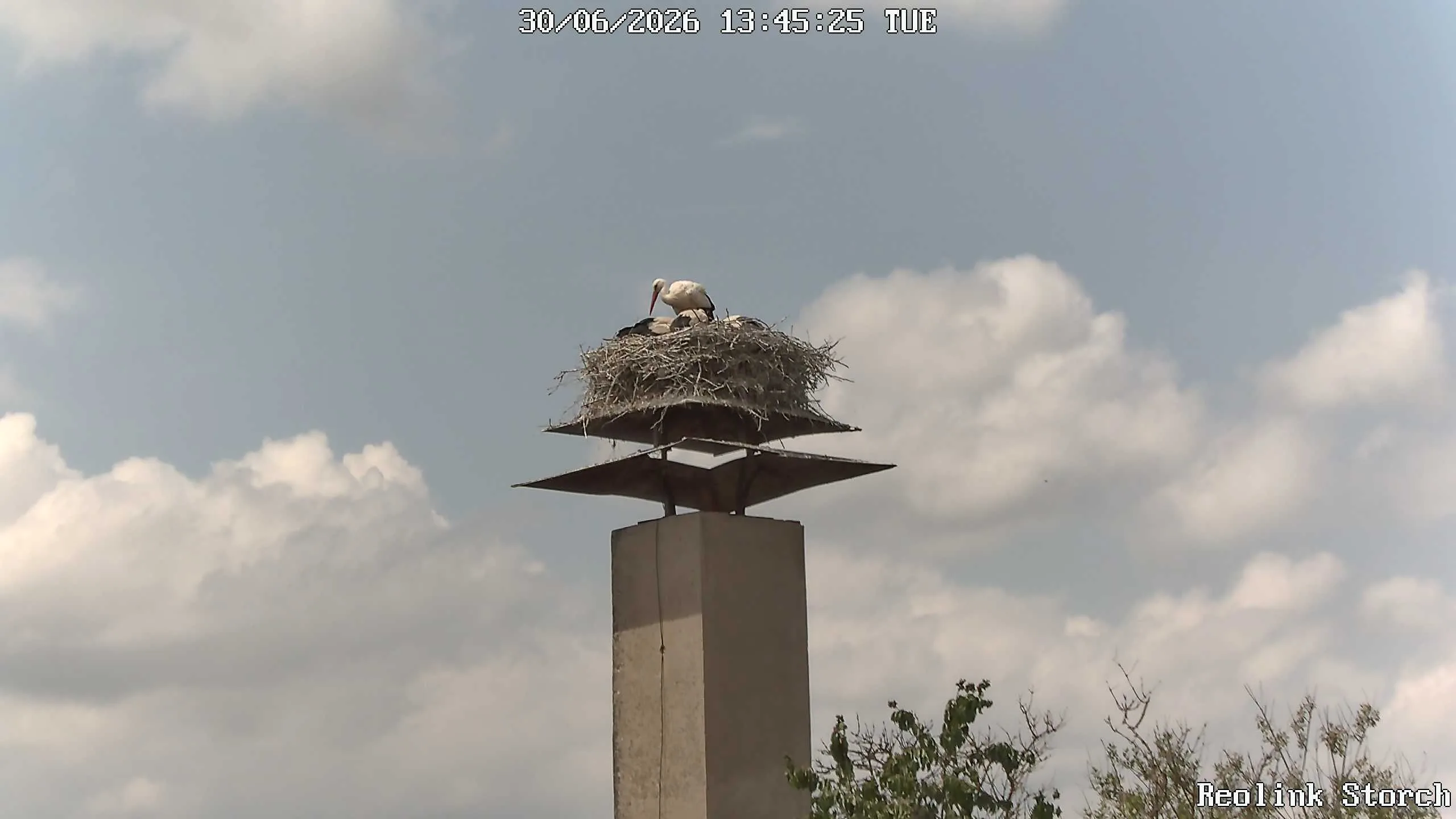 Storchencam Bild