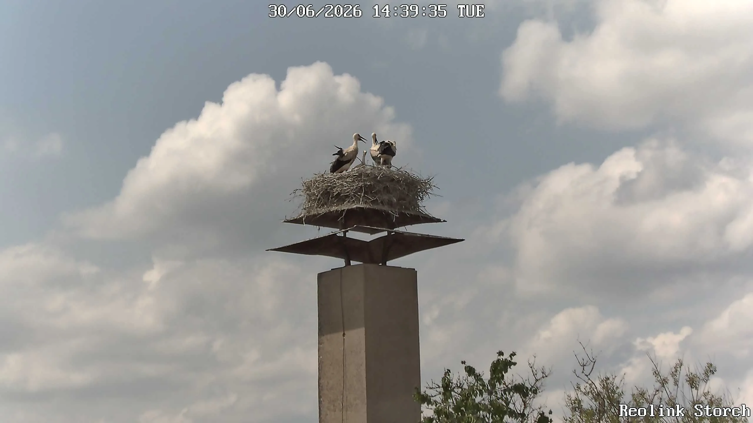 Storchencam Bild