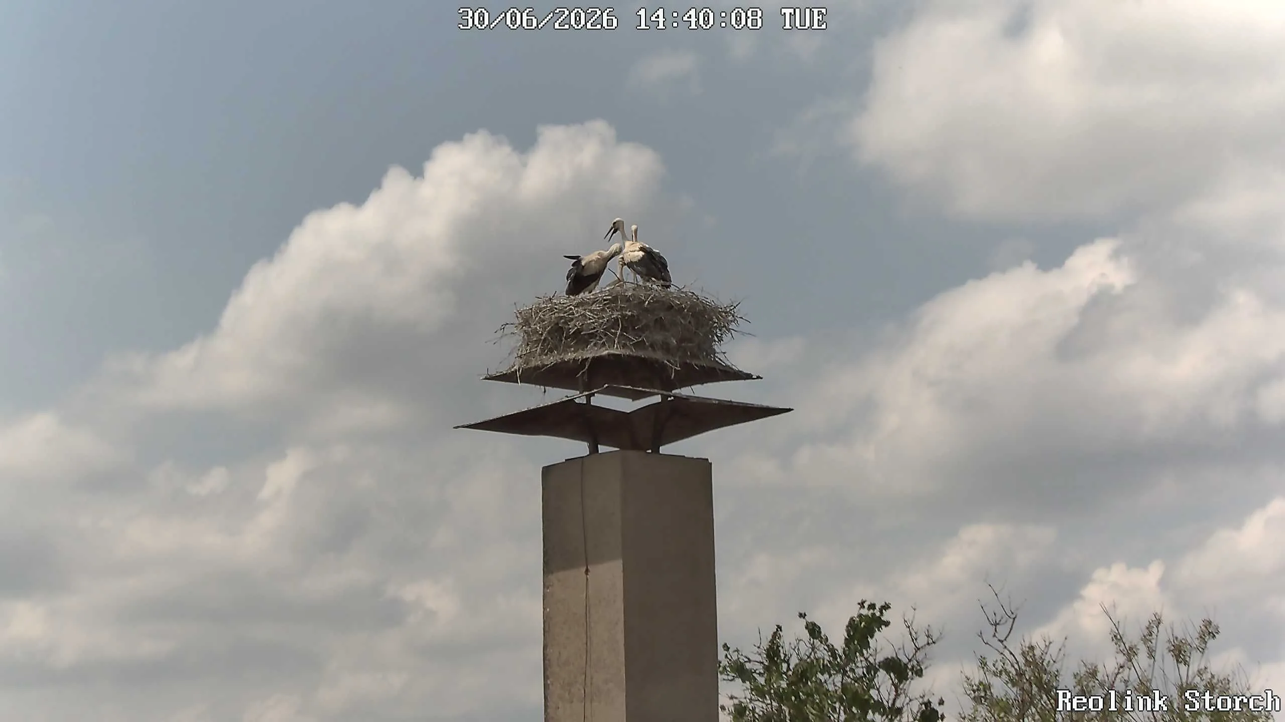 Storchencam Bild